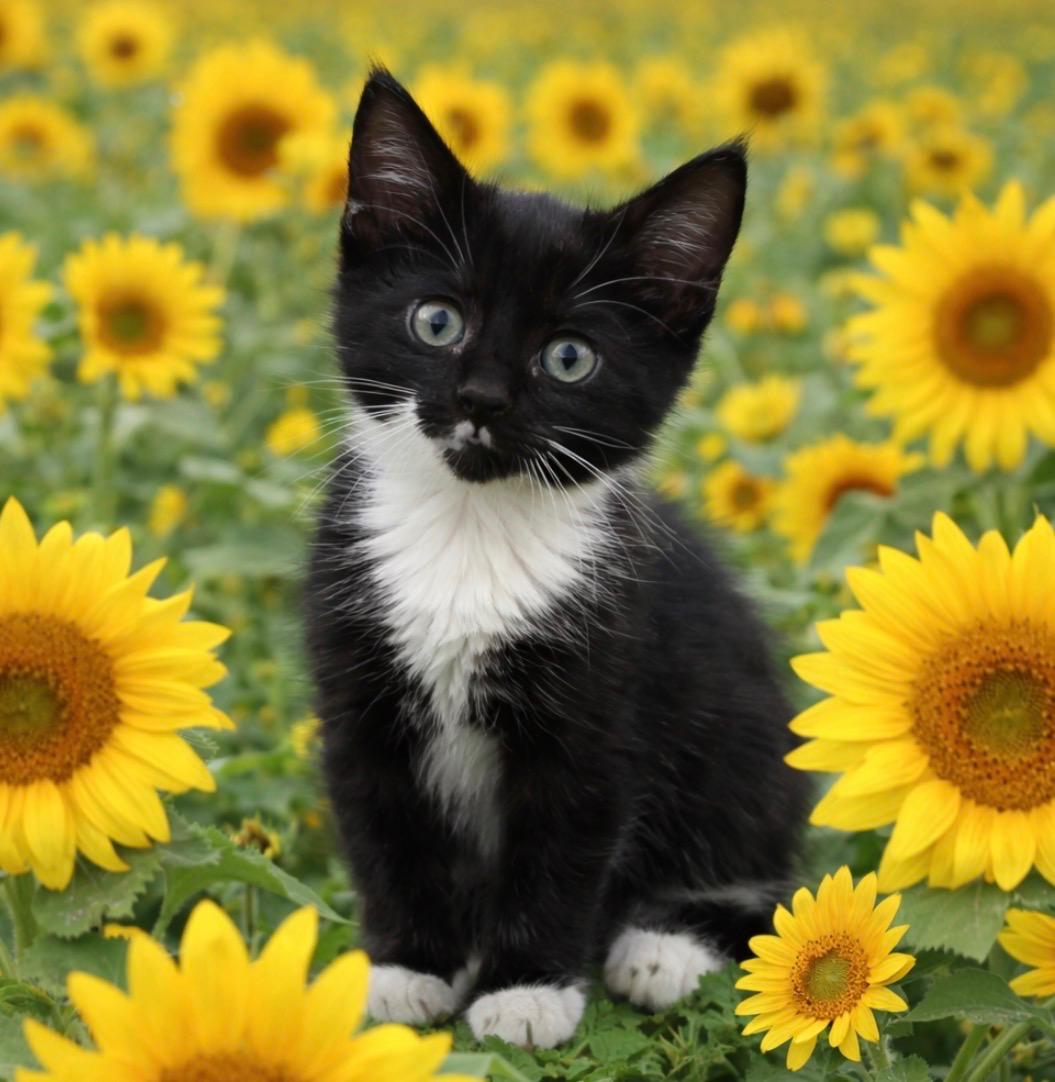 Paris, ADOPTABLE, Kitten Female Domestic Short Hair.
