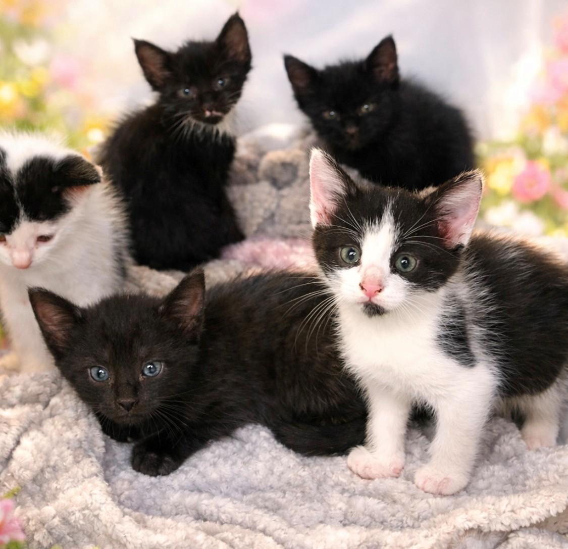 Kittens, ADOPTABLE, Kitten Female Domestic Short Hair.