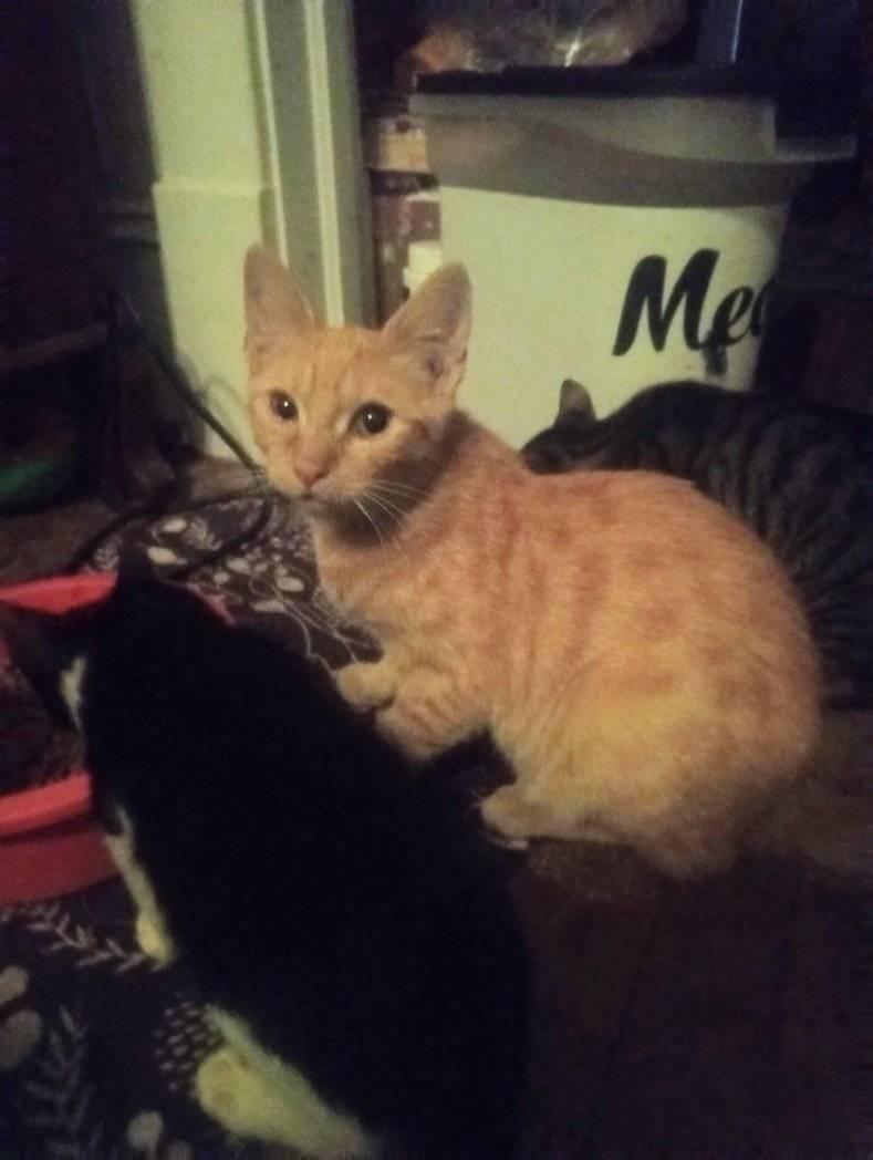 Enlarge Baby, a Adoptable Domestic Short Hair in Scotland Neck, NC image 2/2