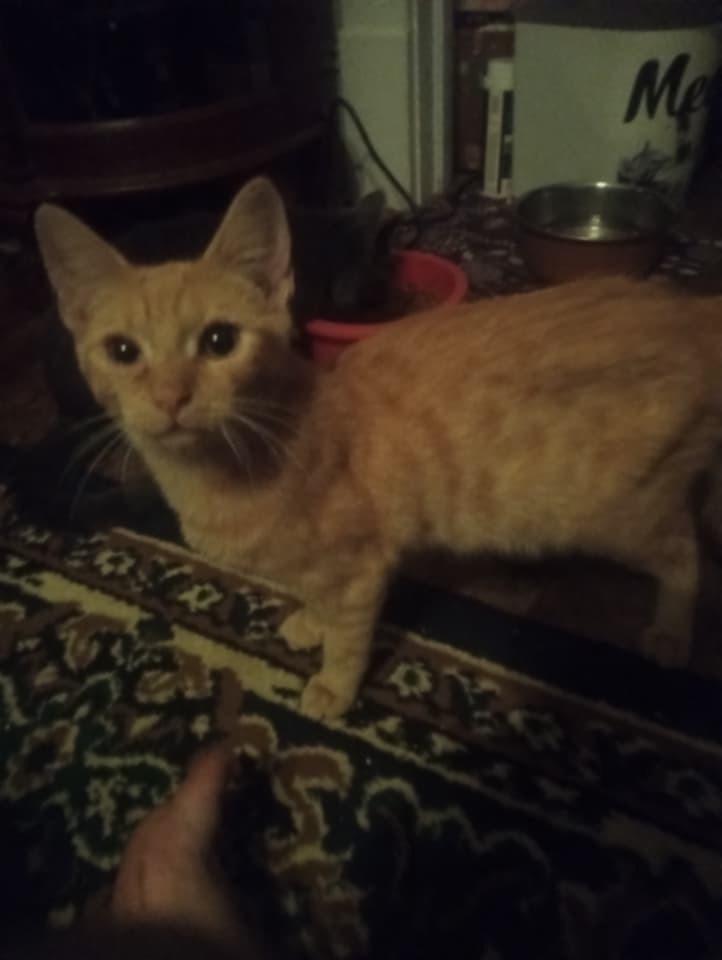 Baby, Adoptable, Young Male Domestic Short Hair.