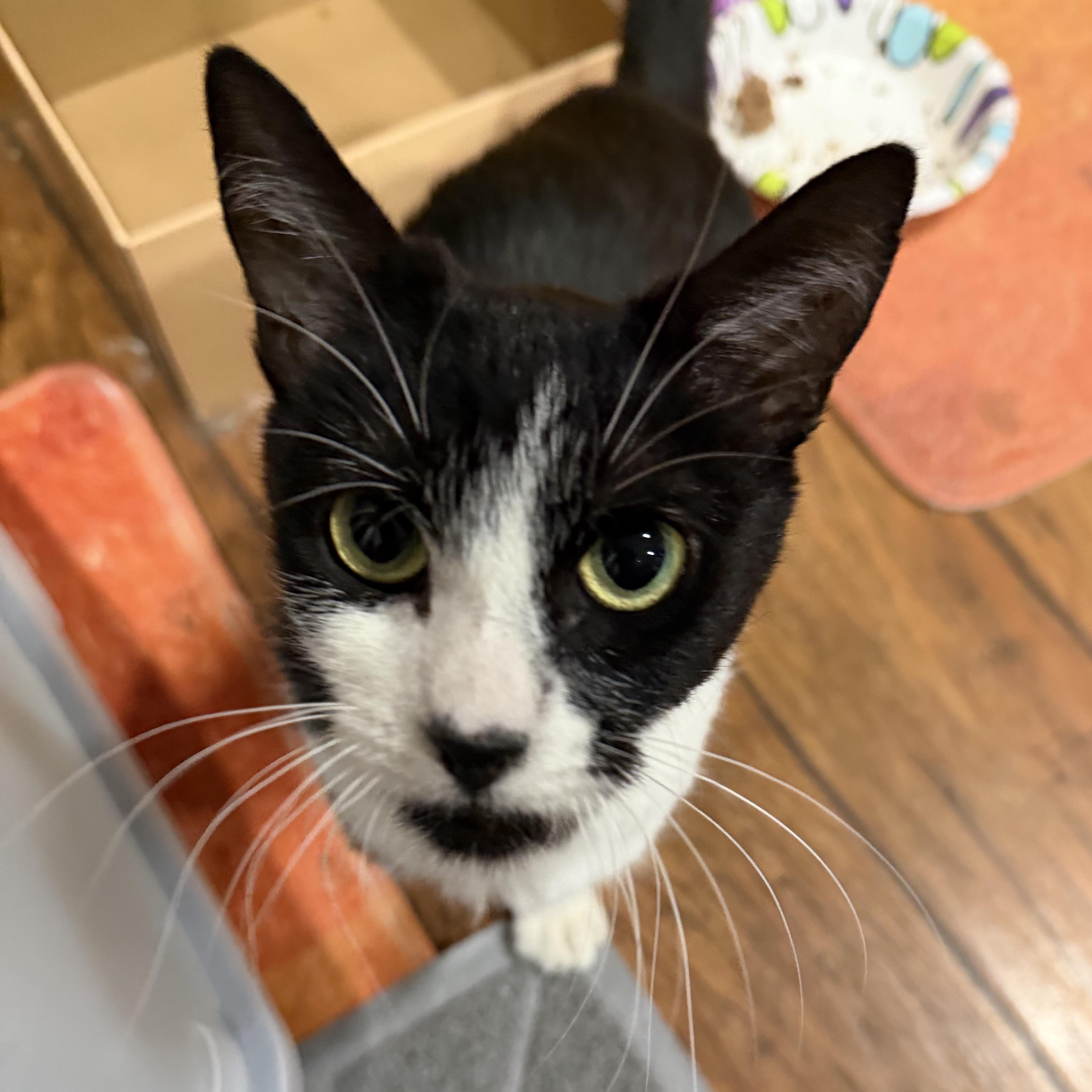 Enlarge Ori, a ADOPTABLE Domestic Short Hair in San Diego, CA image 1/1