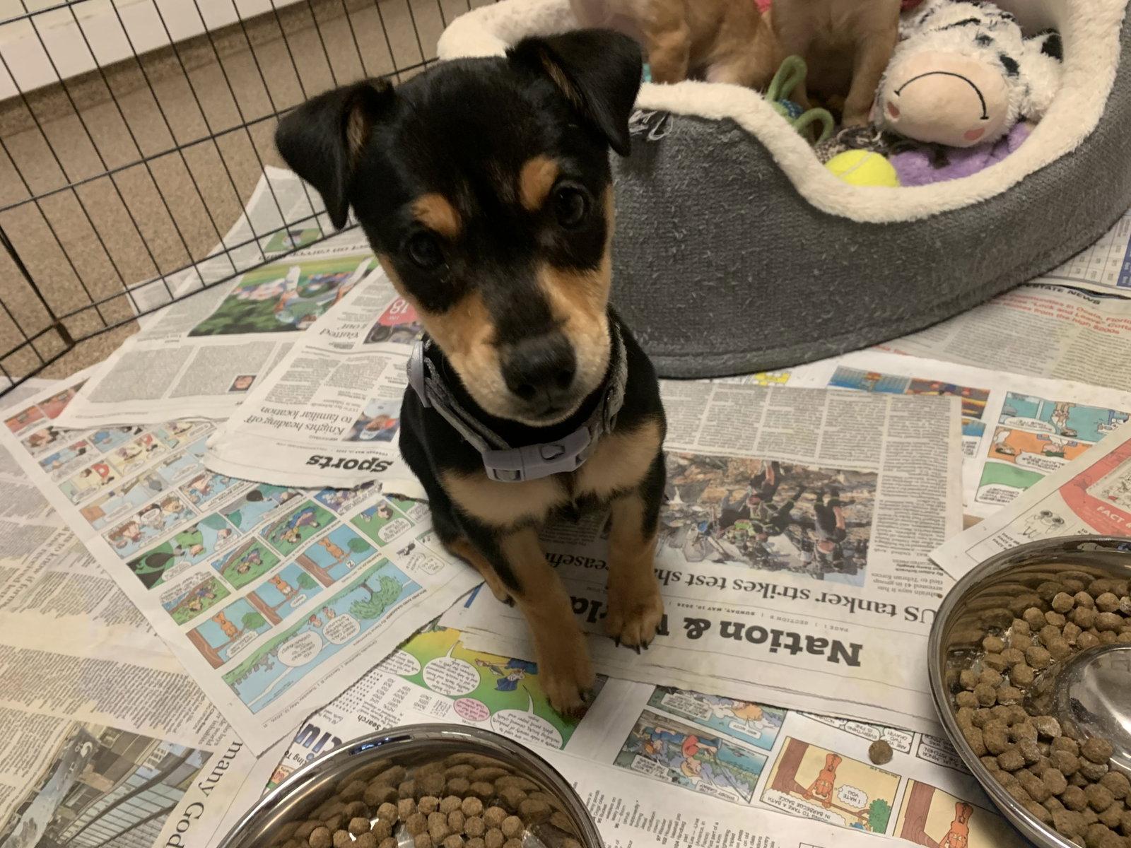 Enlarge Zoey, a Adopted mixed breed in Sanford, FL image 1/3