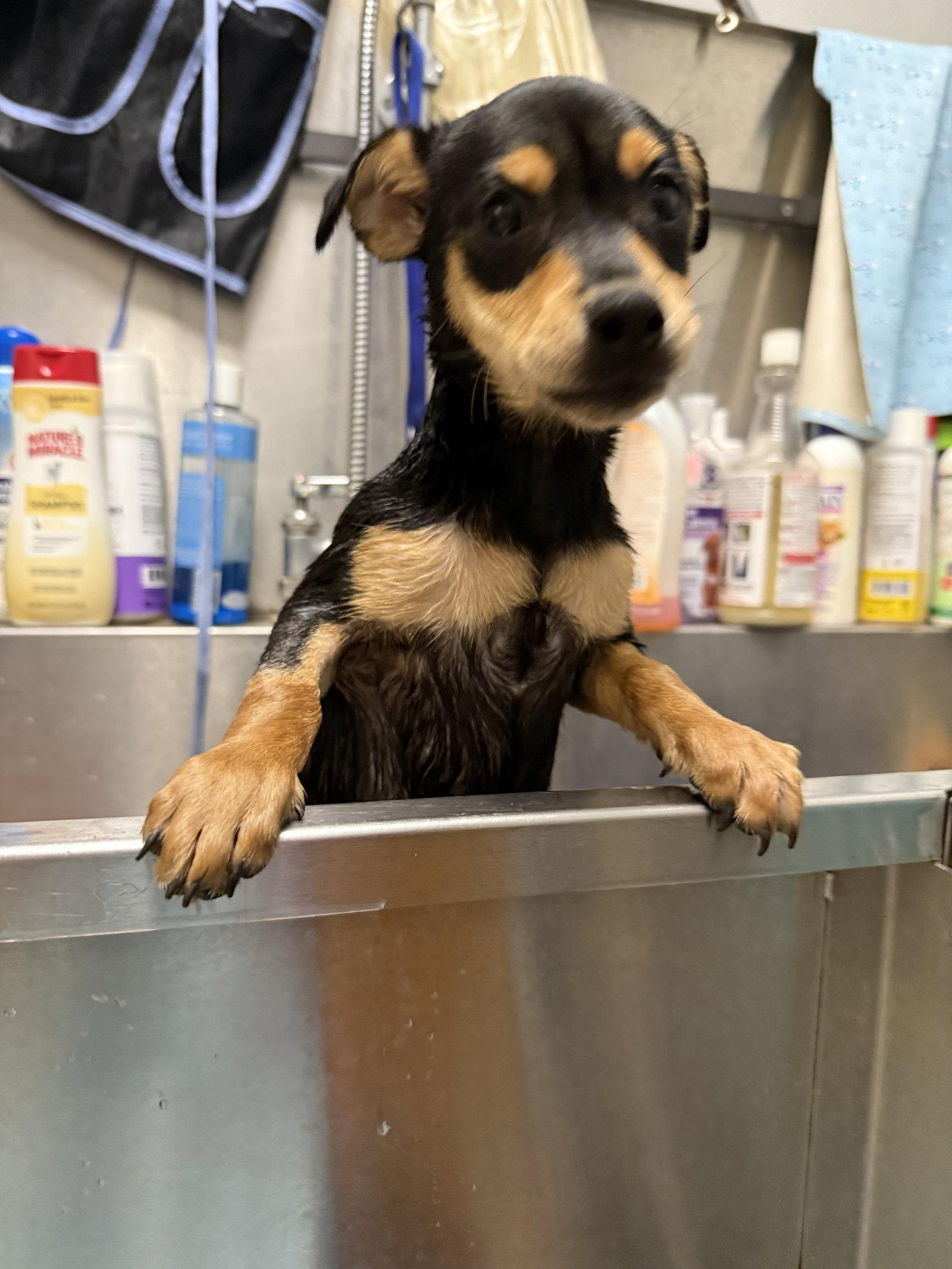 Enlarge Zoey, a Adopted mixed breed in Sanford, FL image 2/3