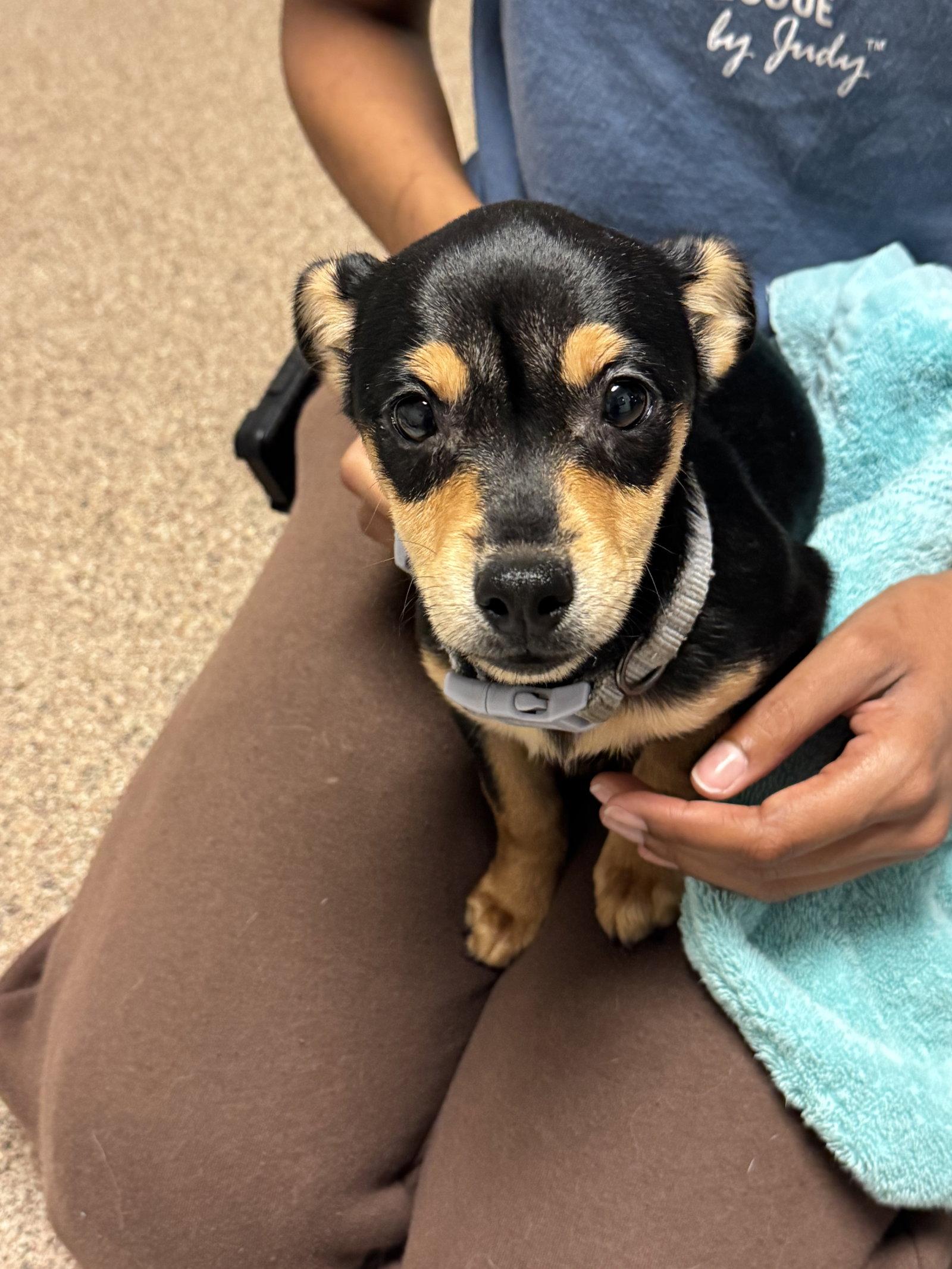 Enlarge Zoey, a Adopted mixed breed in Sanford, FL image 3/3