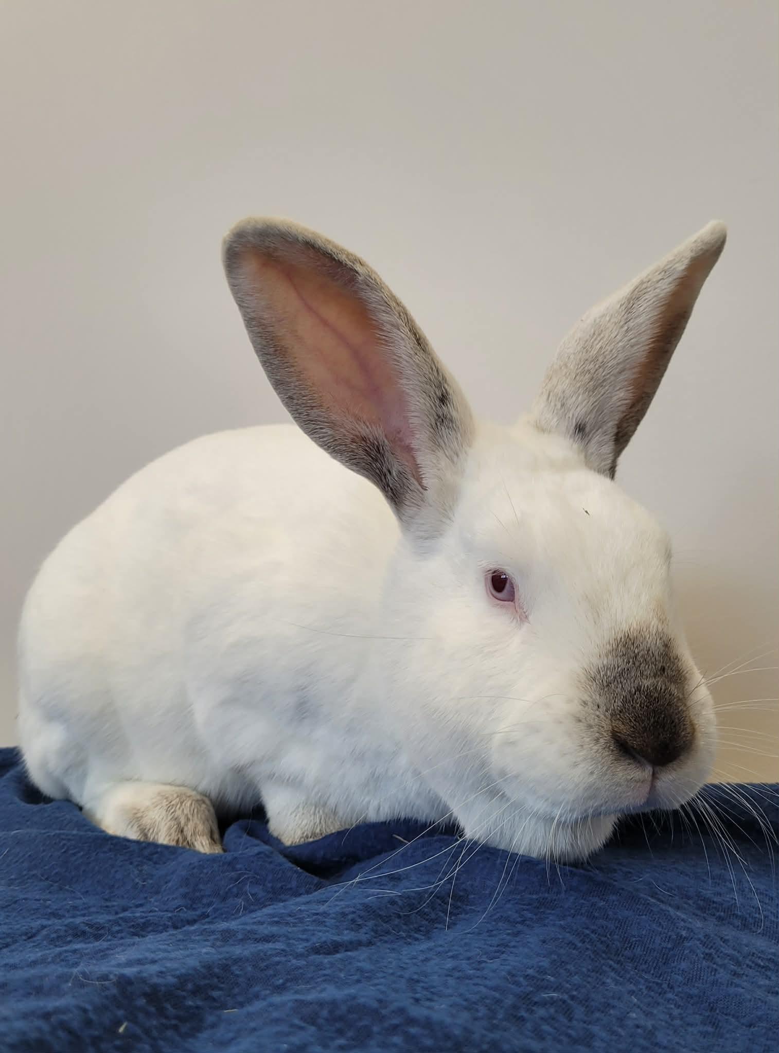 Blizzard, ADOPTABLE, Adult Male Bunny Rabbit.