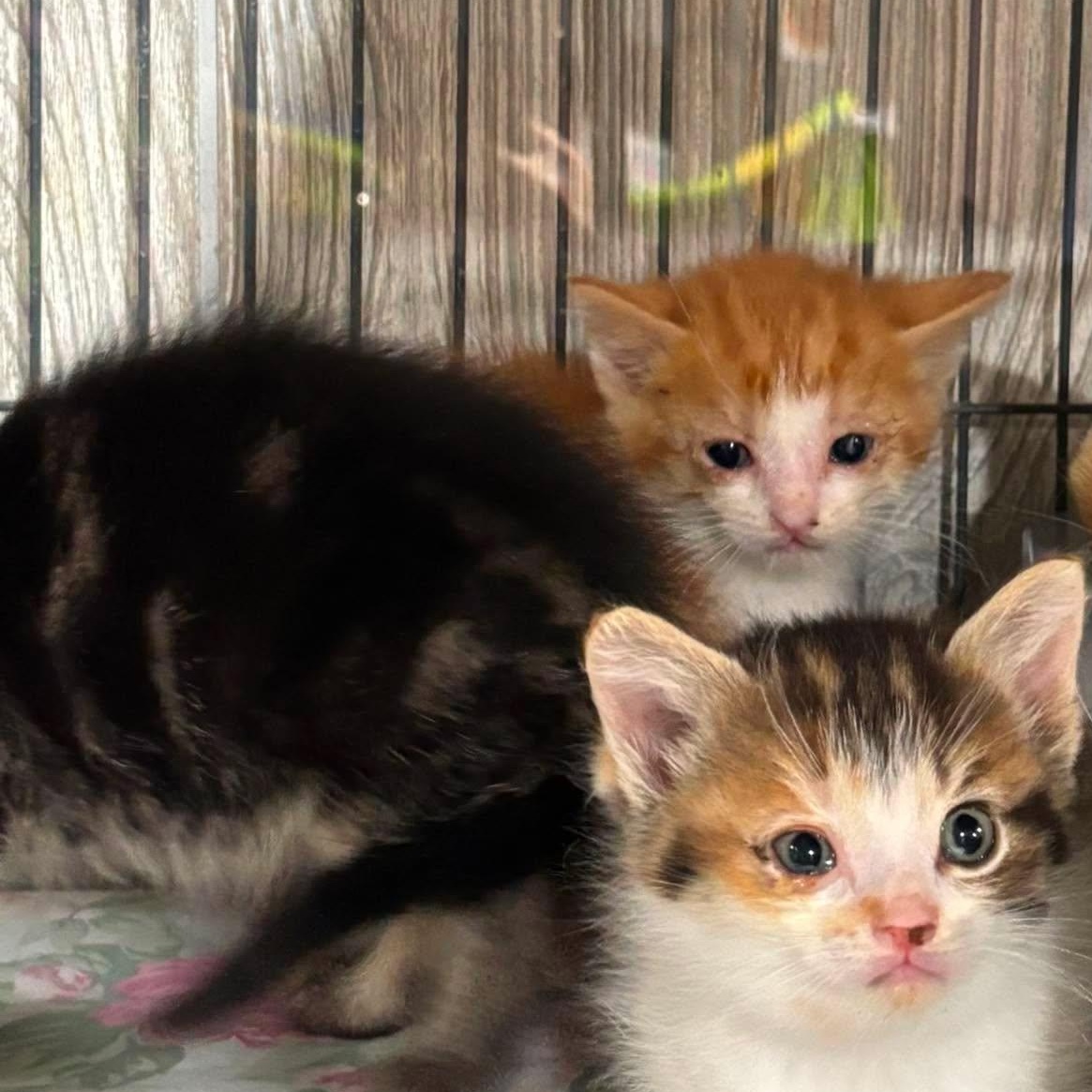 Enlarge DOUBLE BUBBLE, a Adoption Pending Domestic Short Hair in Tillsonburg, ON image 2/2