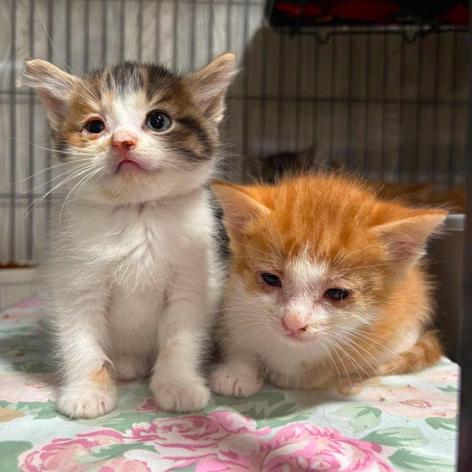 Enlarge DOUBLE BUBBLE, a Adoption Pending Domestic Short Hair in Tillsonburg, ON image 1/2