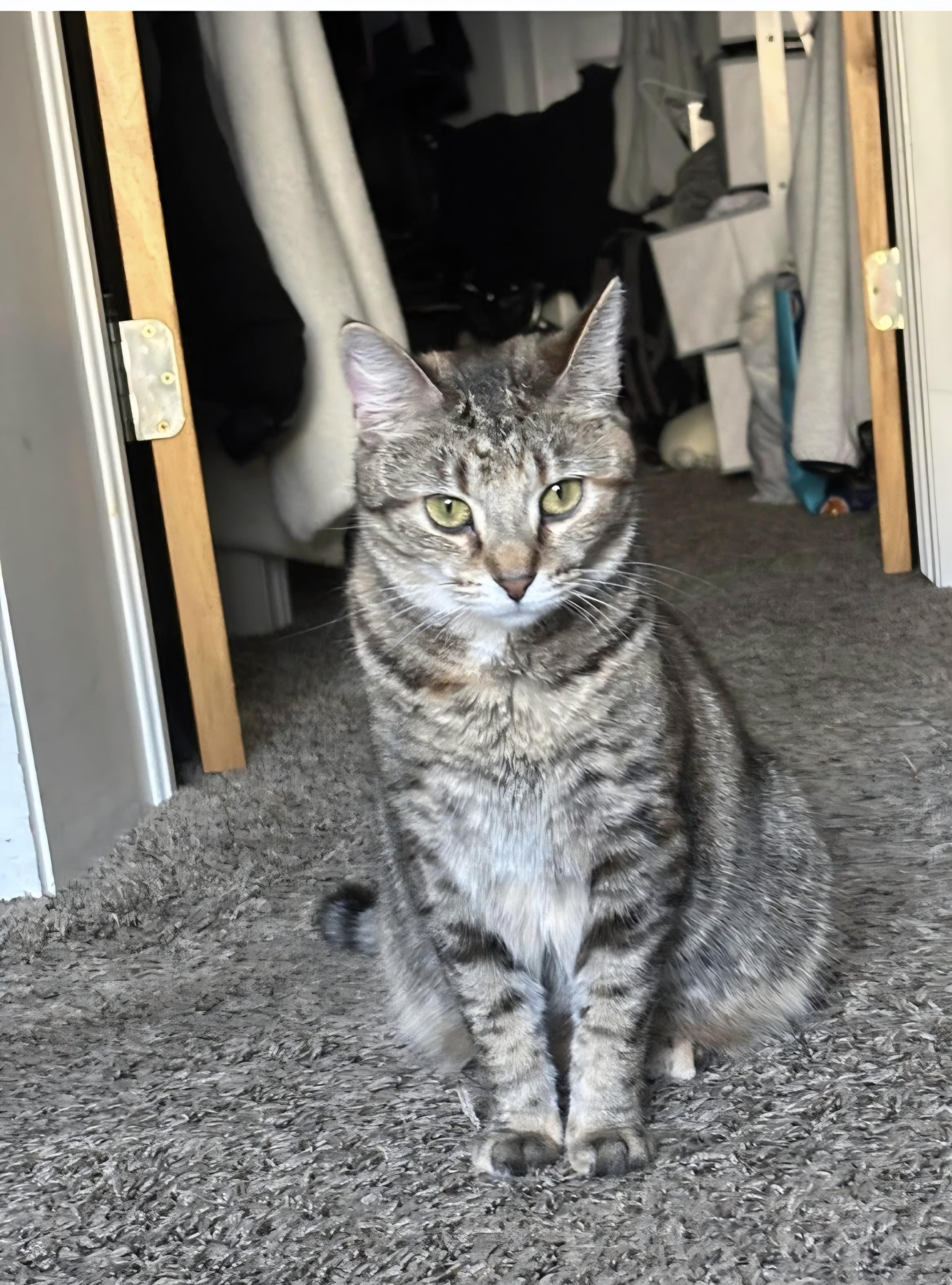 Enlarge Mew, a ADOPTABLE Domestic Short Hair in Lewis Center, OH image 2/3