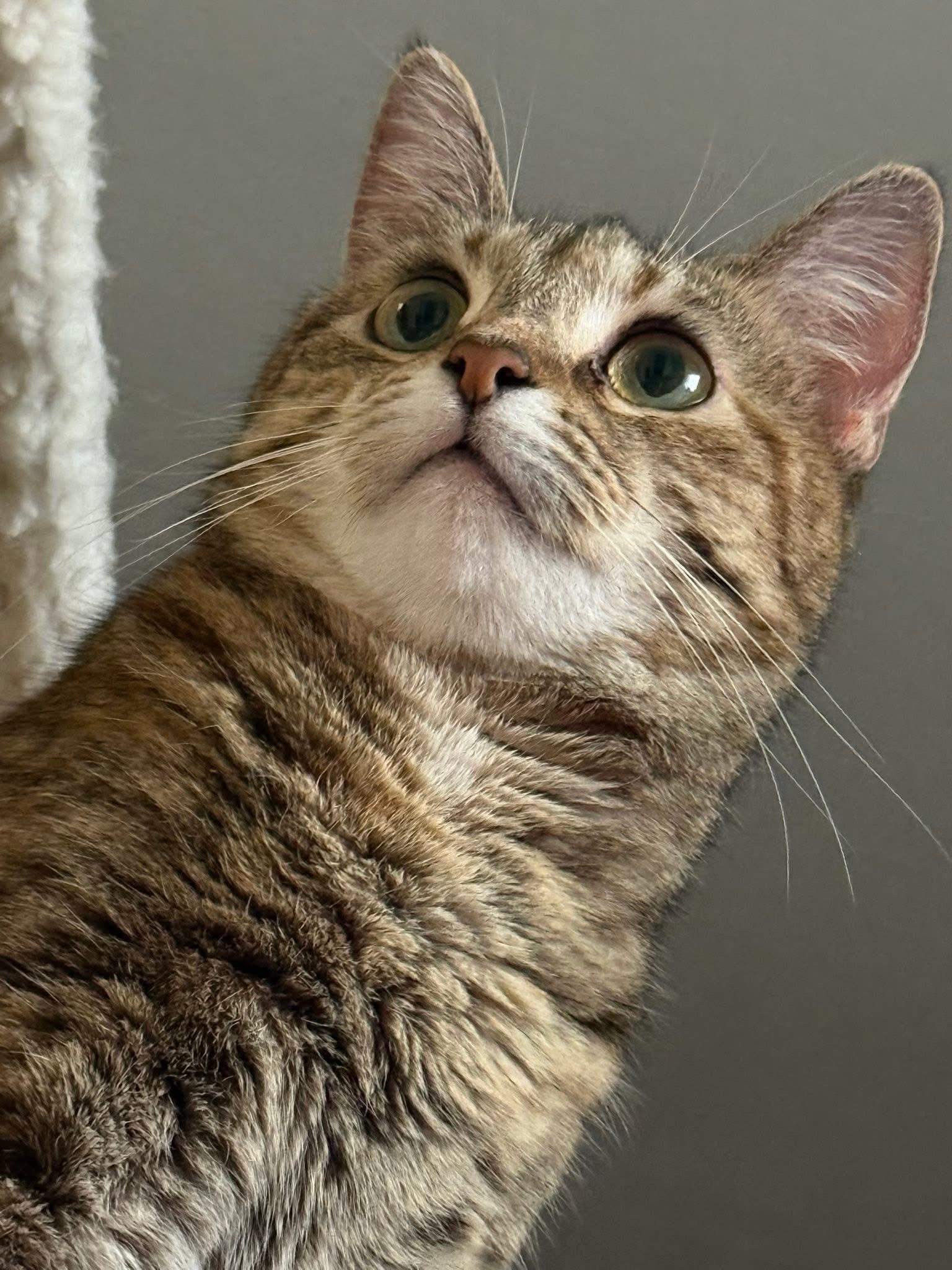 Enlarge Mew, a ADOPTABLE Domestic Short Hair in Lewis Center, OH image 3/3