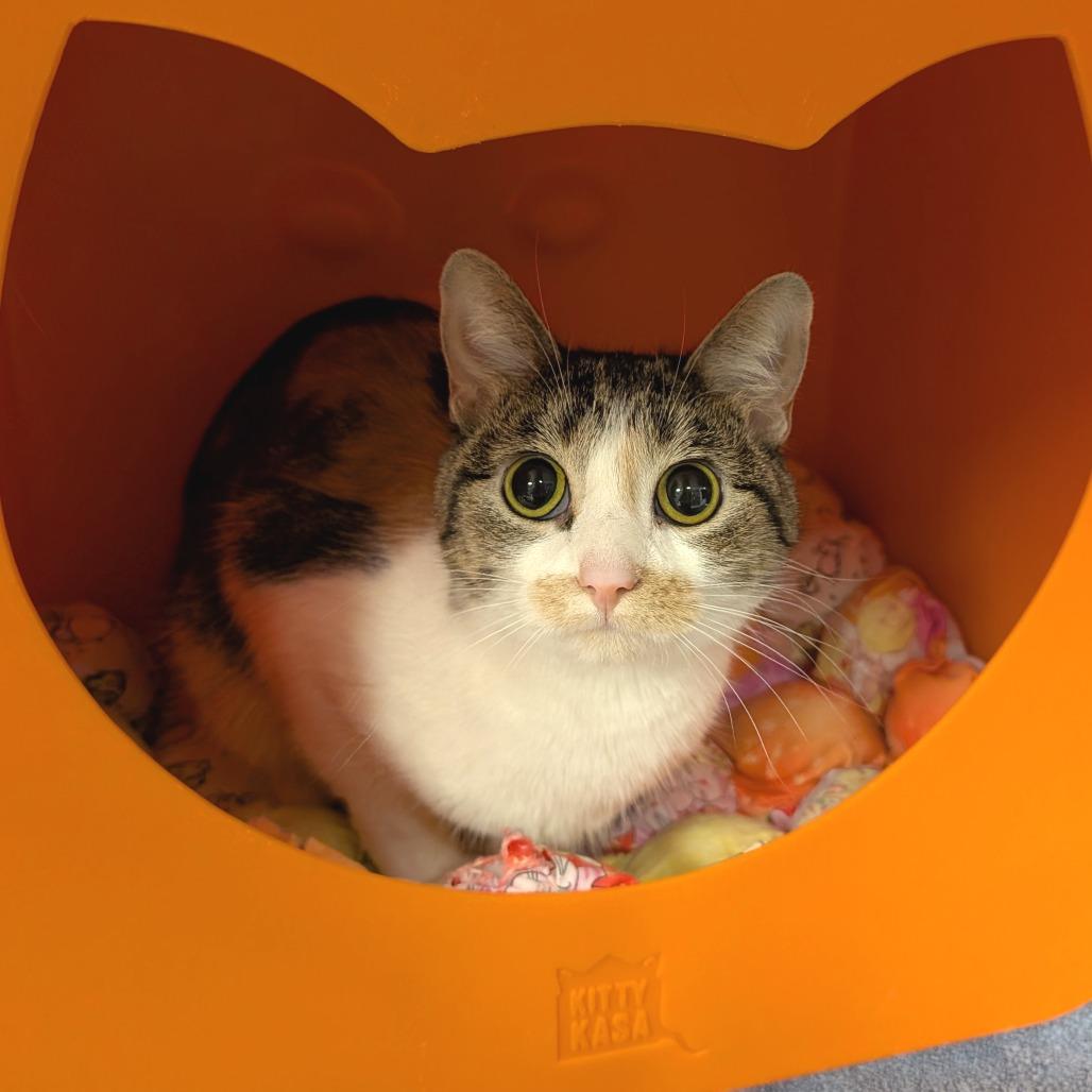 Zippy, Adoptable, Young Female Domestic Short Hair.