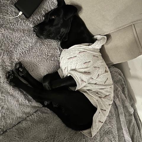 Awesome Ambar!, adopted, Adult Female Black Labrador Retriever.