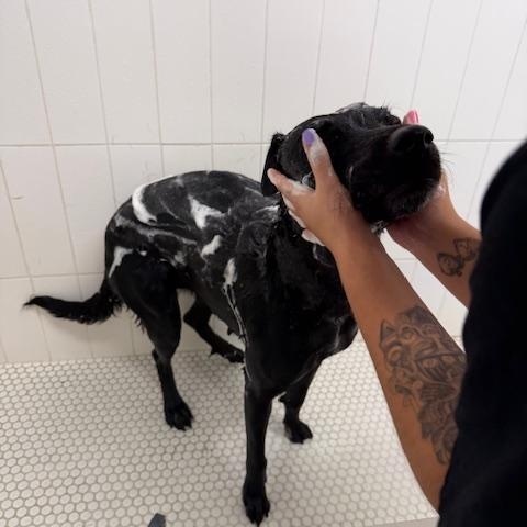 Enlarge Awesome Ambar!, an adopted mixed breed in Milwaukie, OR image 2/6