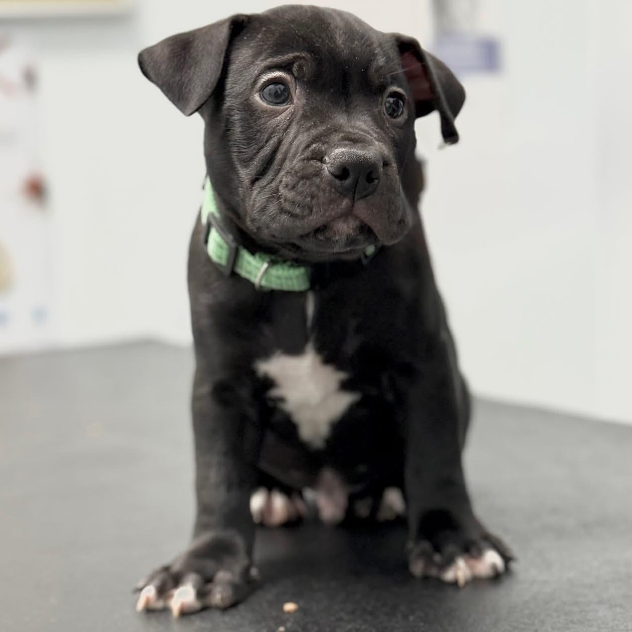 Bonkers, a Adoptable mixed breed in Scarborough, ON image 6/6