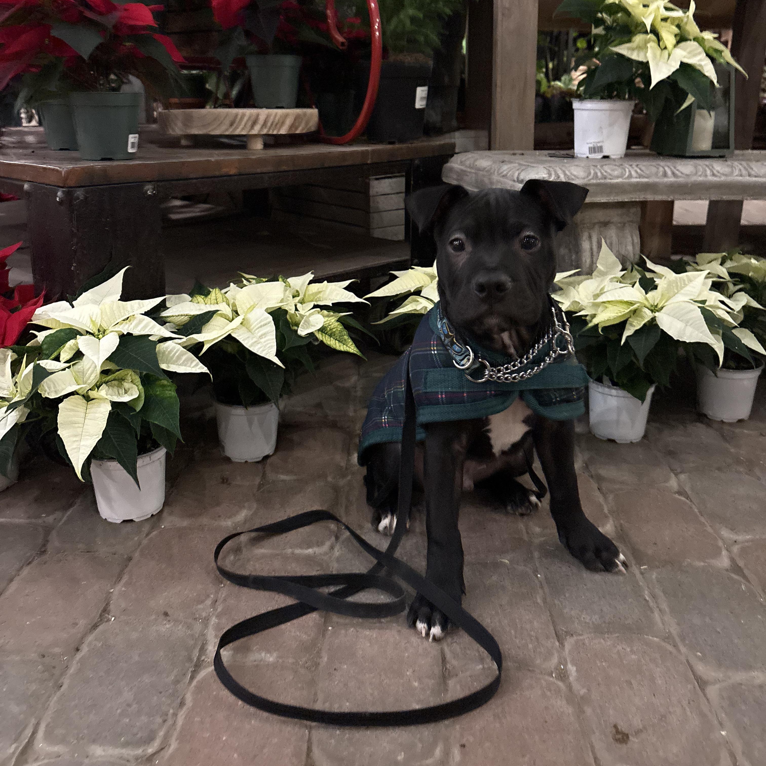 Bonkers, a Adoptable mixed breed in Scarborough, ON image 1/6