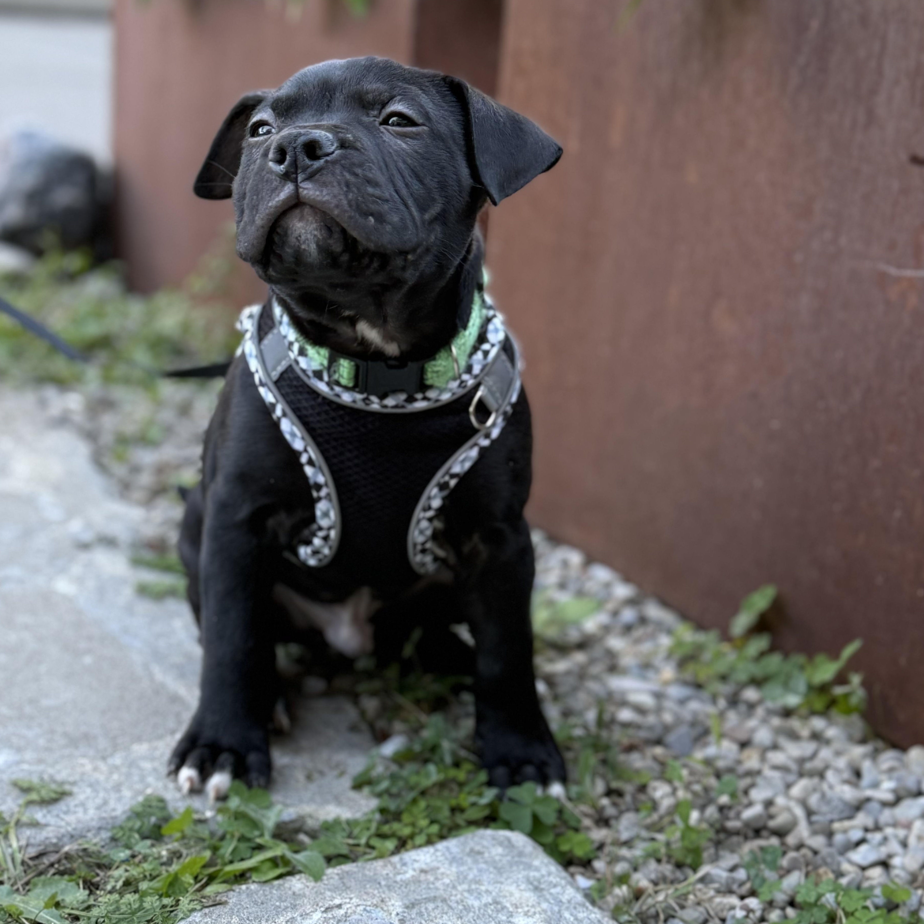Bonkers, a Adoptable mixed breed in Scarborough, ON image 5/6