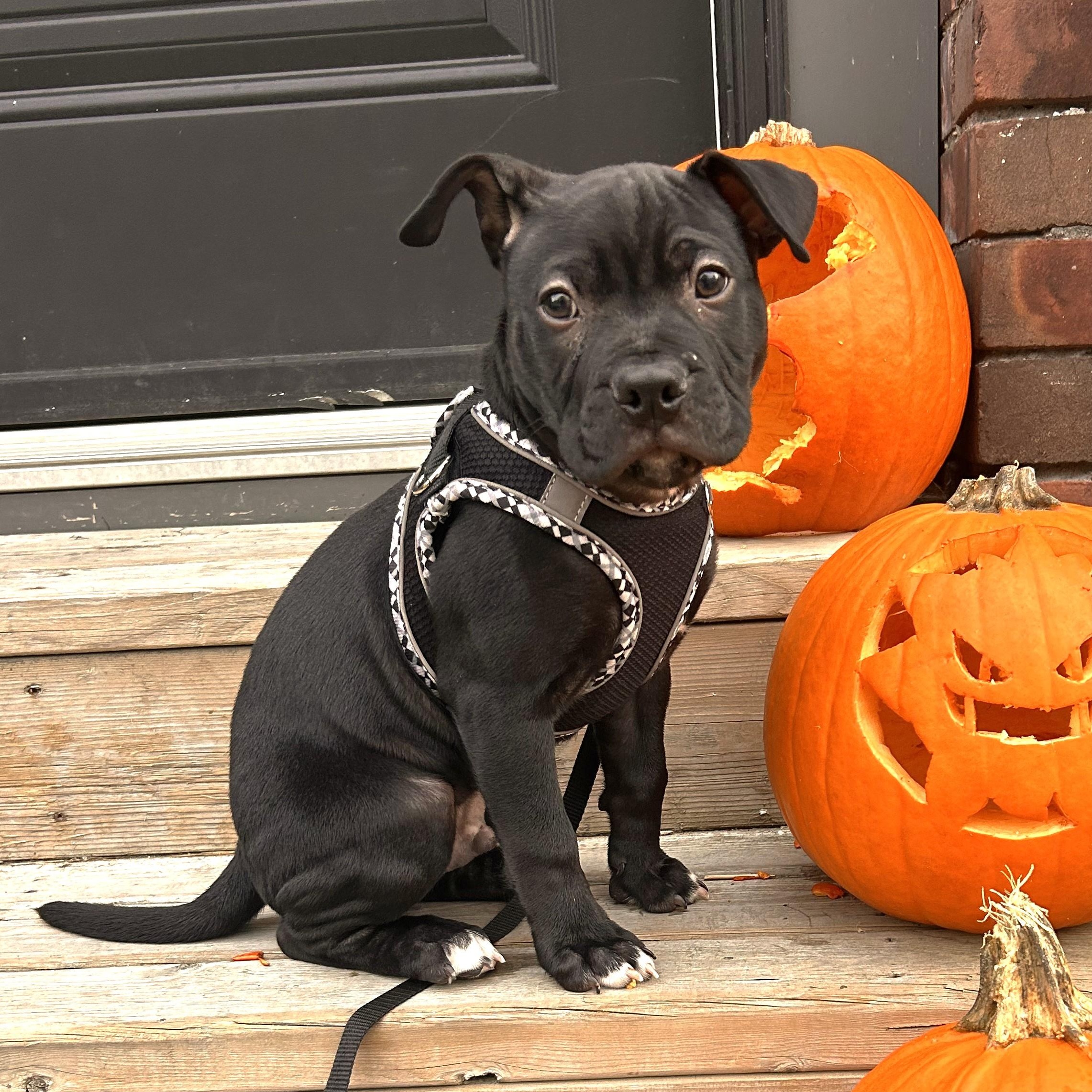 Bonkers, a Adoptable mixed breed in Scarborough, ON image 4/6