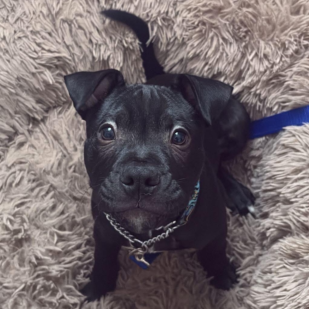 Bonkers, a Adoptable mixed breed in Scarborough, ON image 2/6