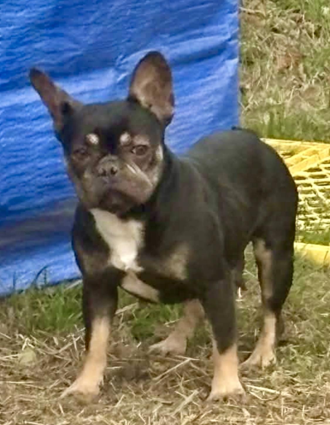Laurel, ADOPTABLE, Young Female French Bulldog.