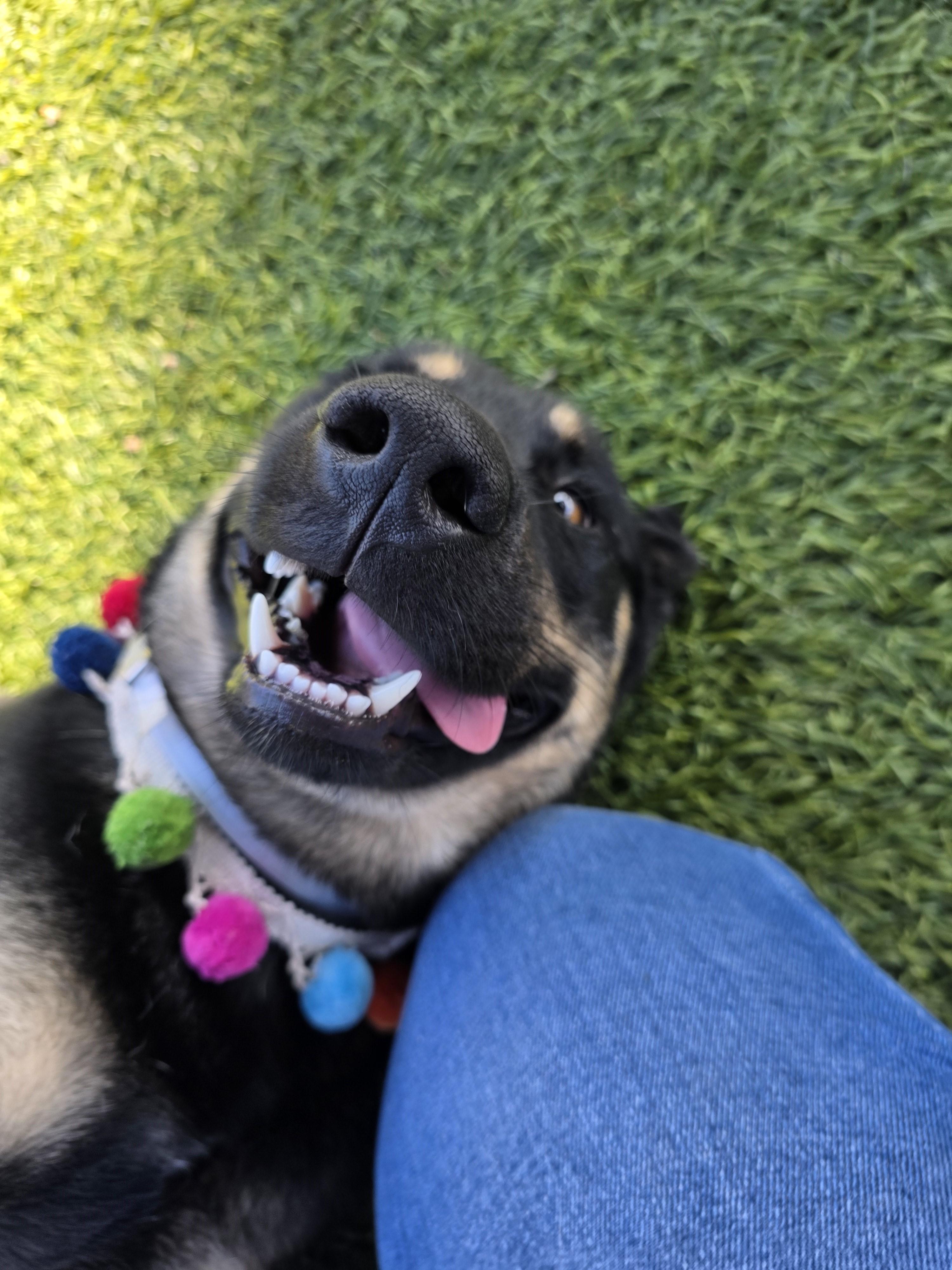 Neyo, ADOPTABLE, Young Male Shepherd.