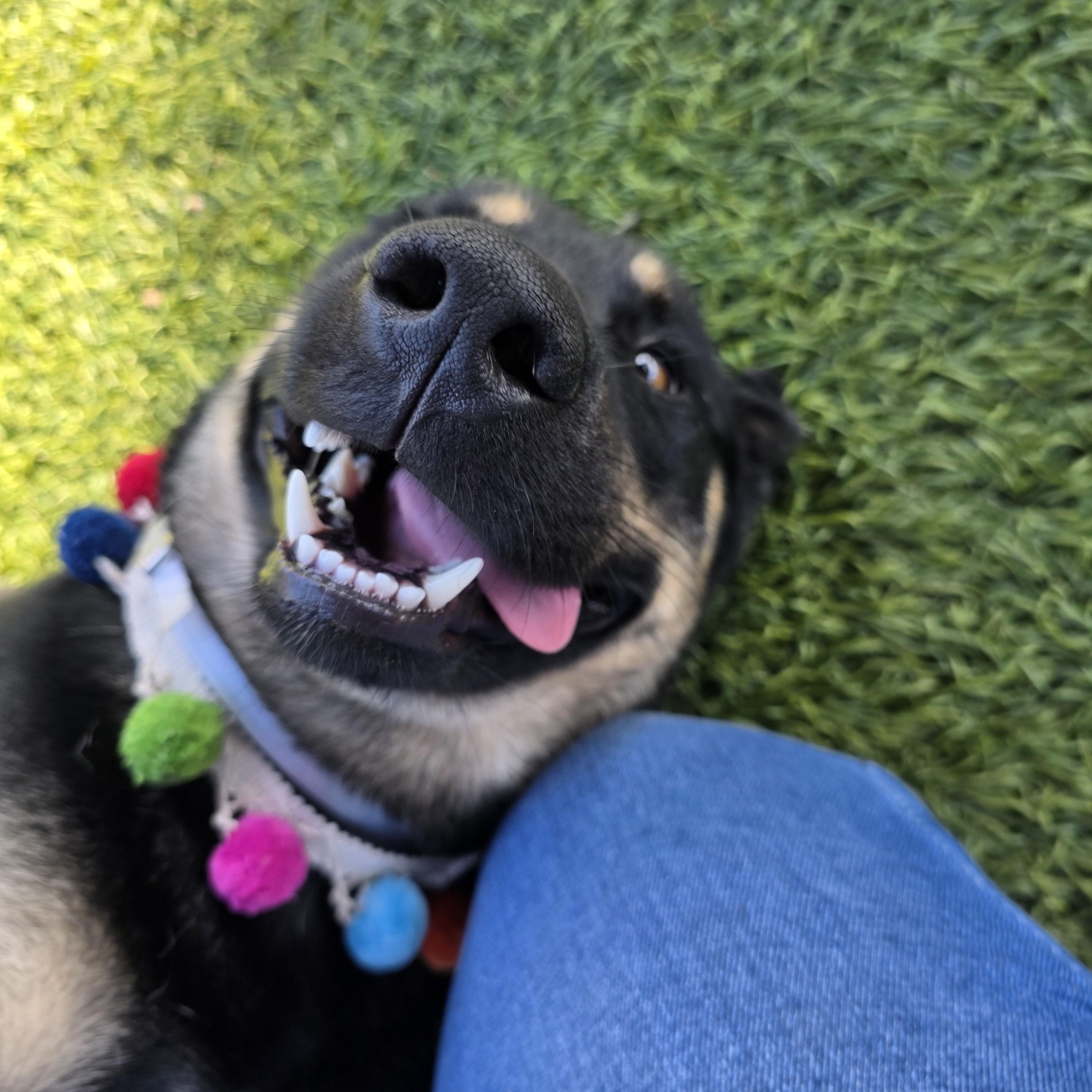 Enlarge Neyo, a ADOPTABLE mixed breed in San Diego, CA image 2/5