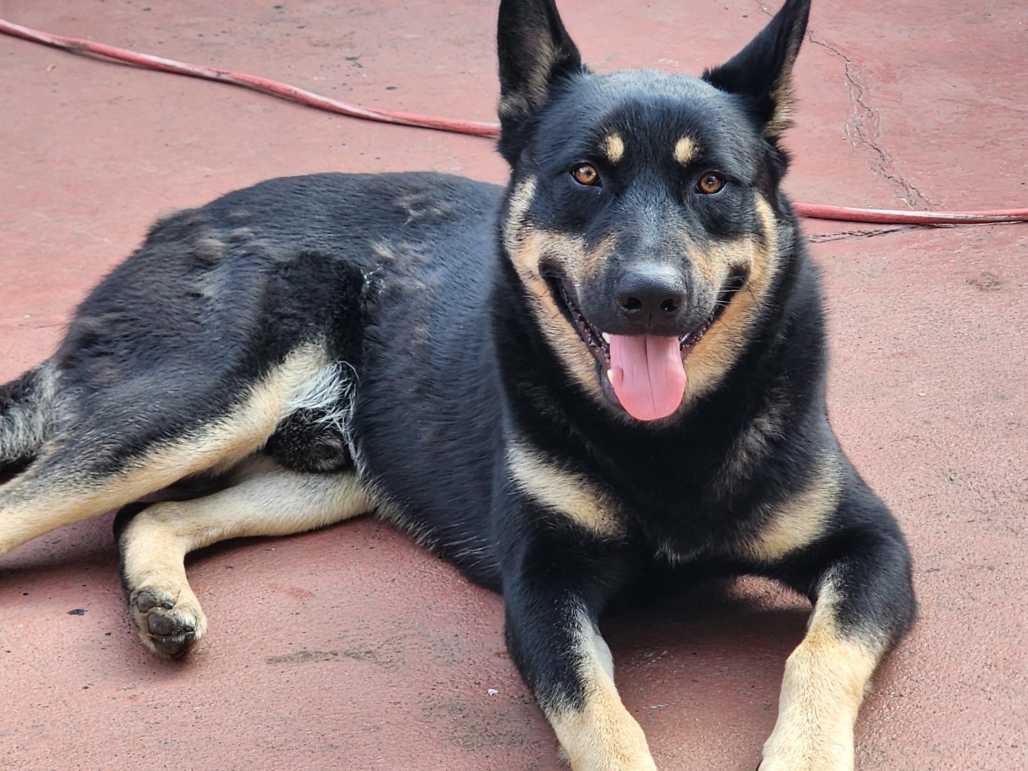 Enlarge Neyo, a ADOPTABLE mixed breed in San Diego, CA image 5/5