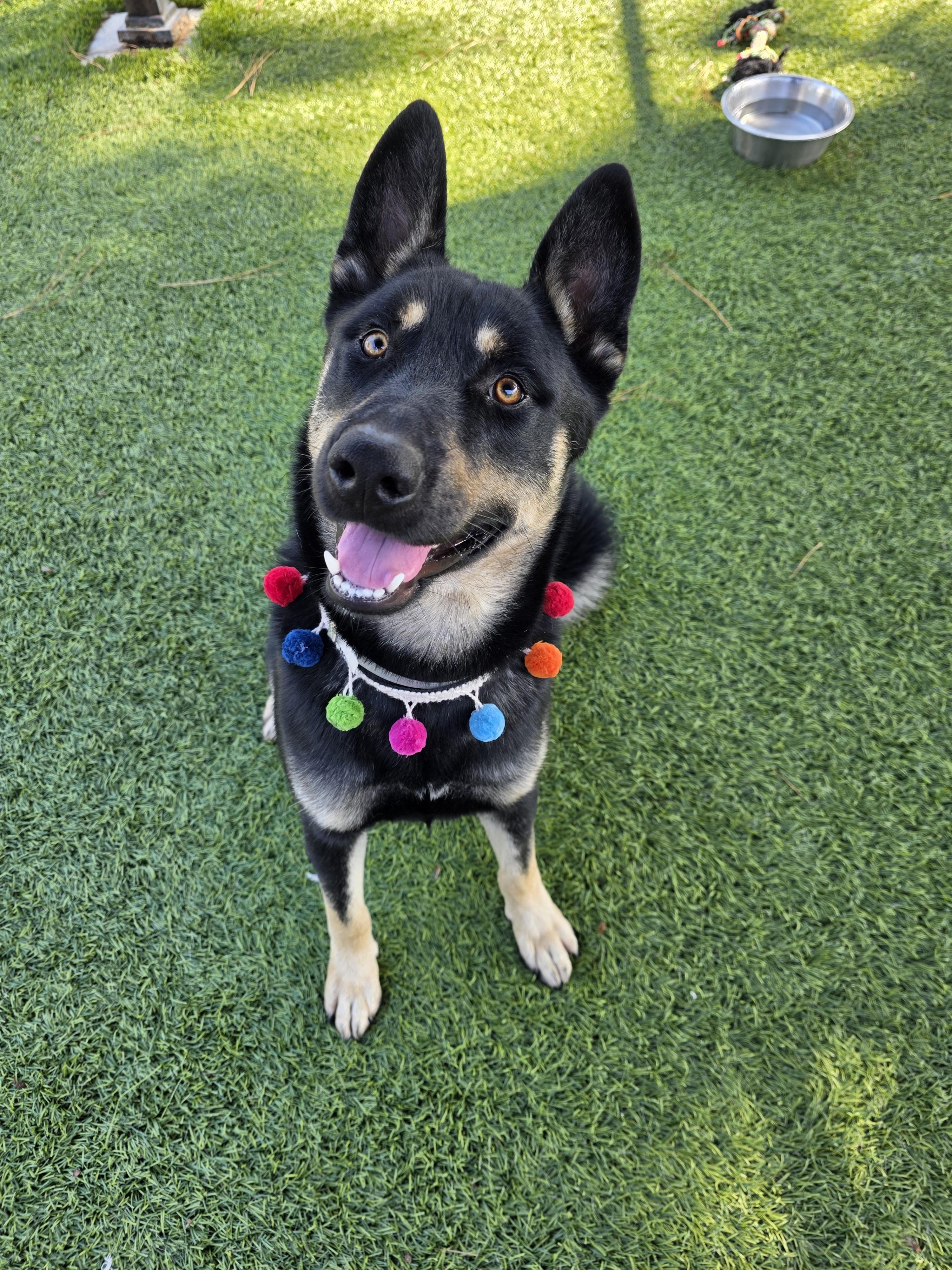 Neyo, a ADOPTABLE mixed breed in San Diego, CA image 2/2