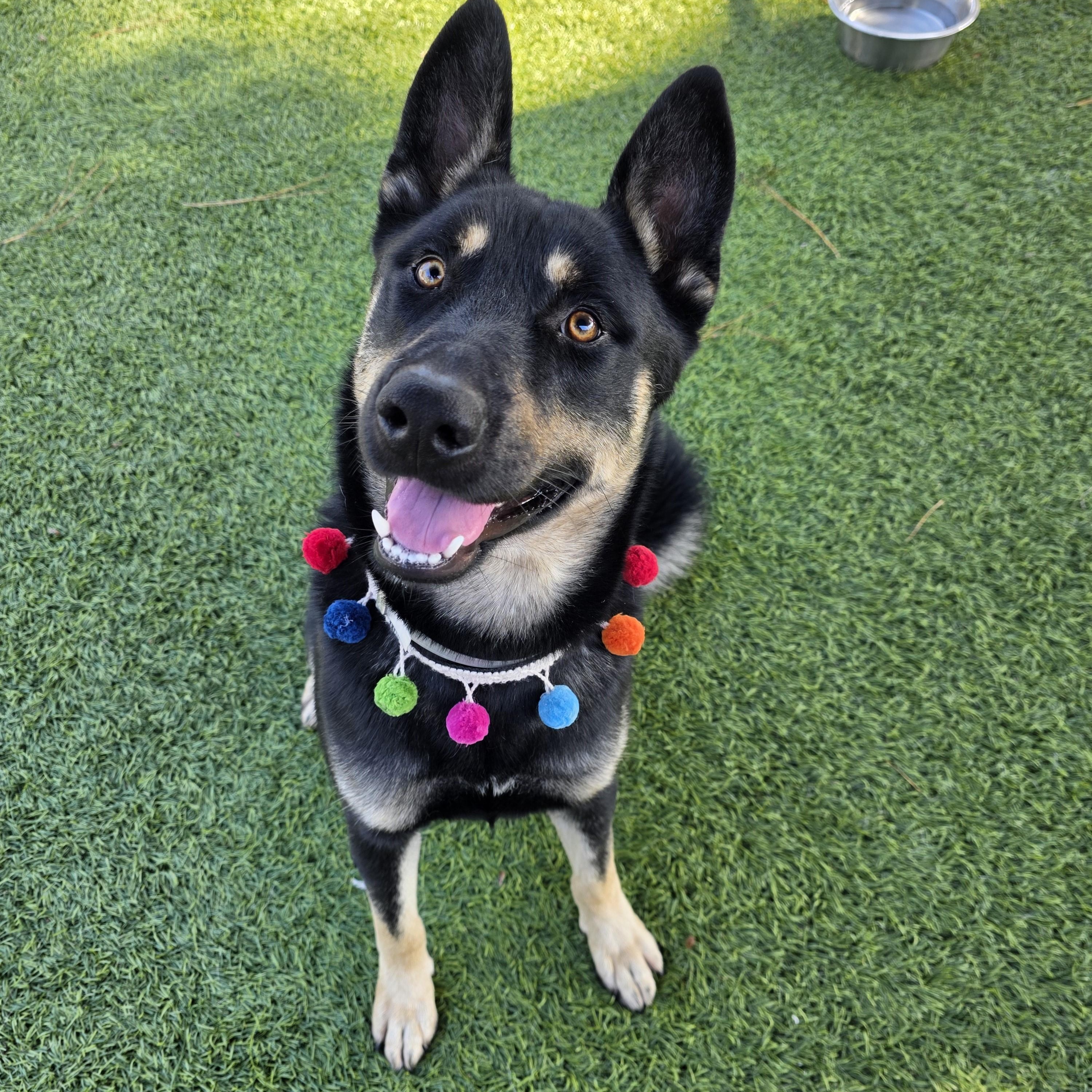 Enlarge Neyo, a ADOPTABLE mixed breed in San Diego, CA image 1/5