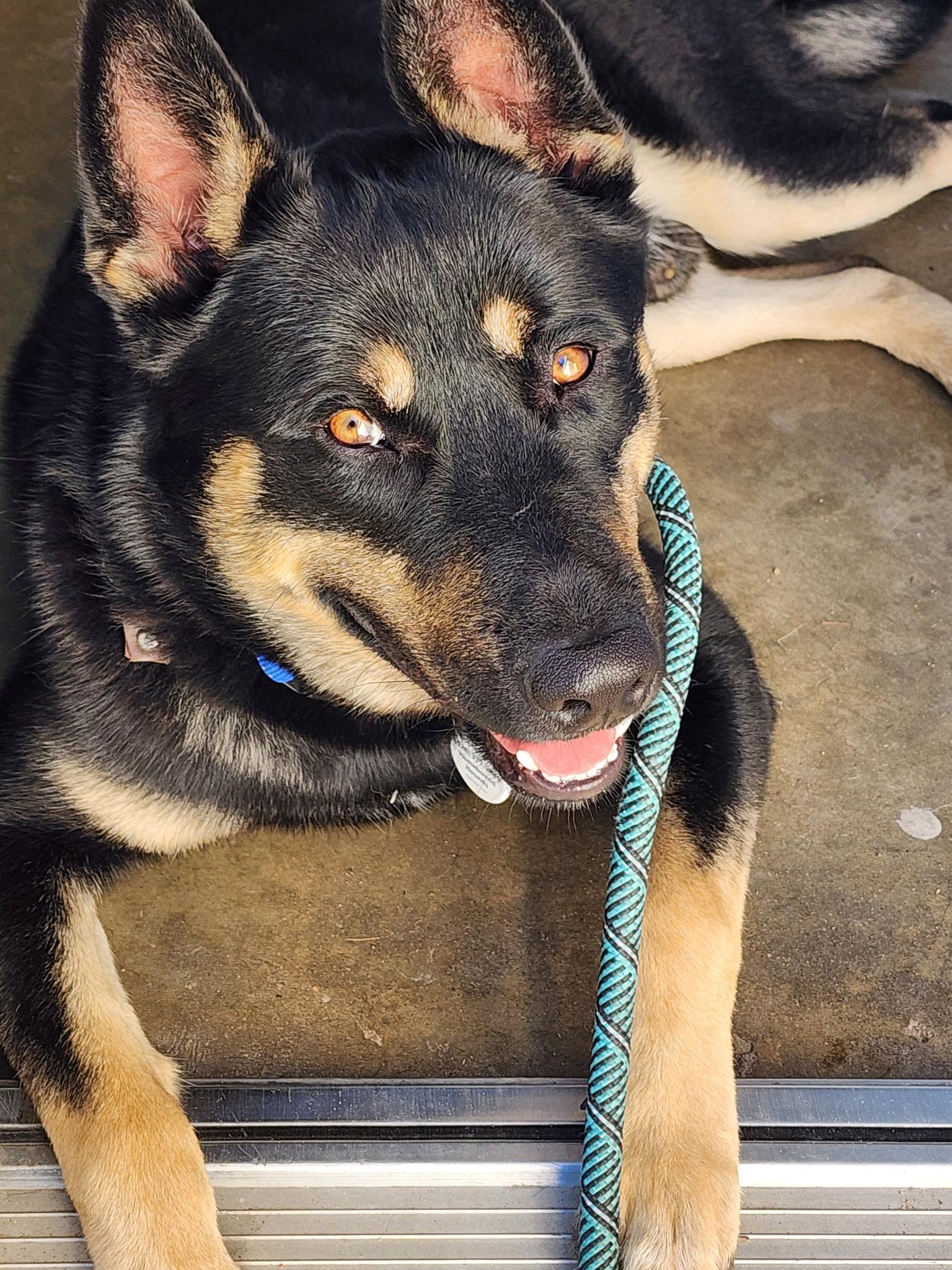 Enlarge Neyo, a ADOPTABLE mixed breed in San Diego, CA image 4/5