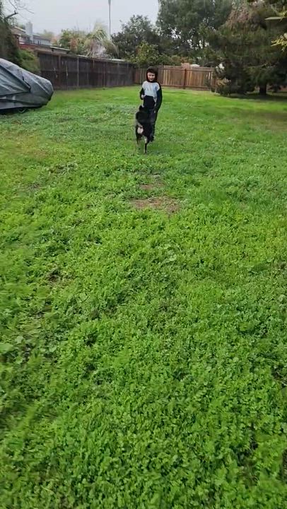 Enlarge Neyo, a ADOPTABLE mixed breed in San Diego, CA video 3/5