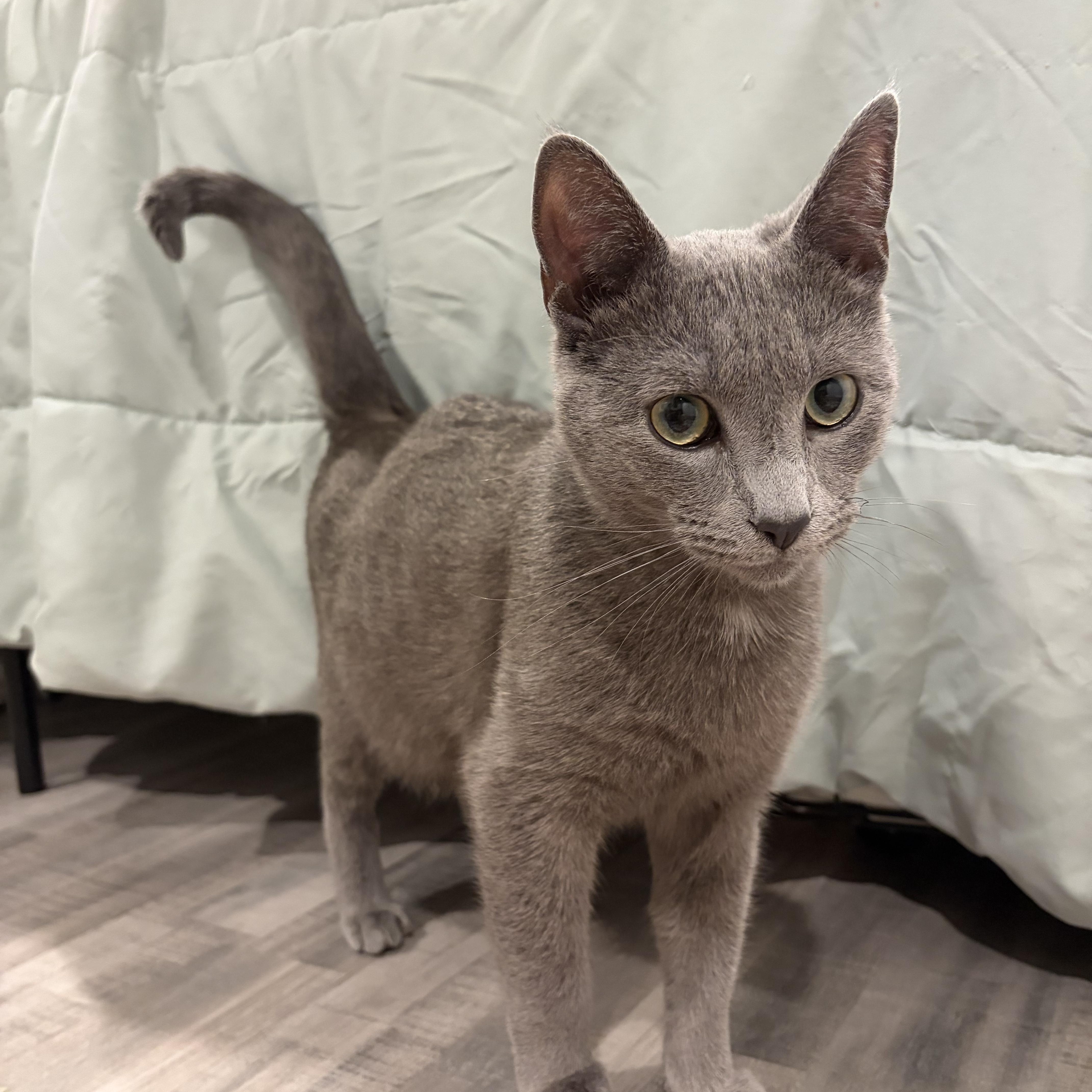 Ghost (bonded with Mitcy), adopted, Kitten Male Russian Blue & Domestic Short Hair.