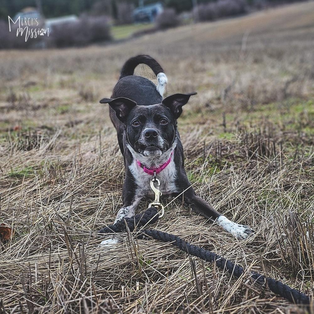 Cookie, Adoptable, Adult Female Mixed Breed & Staffordshire Bull Terrier.