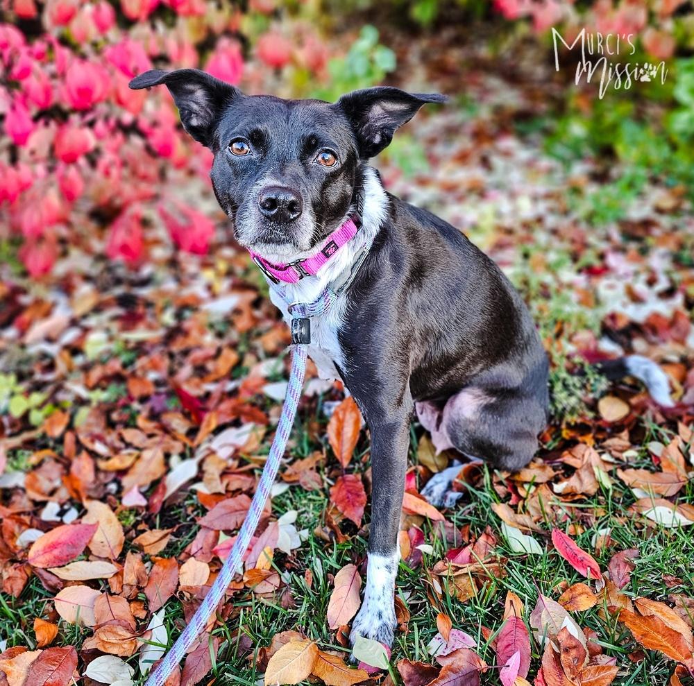 Enlarge Cookie, a Adoptable mixed breed in Spokane , WA image 1/1