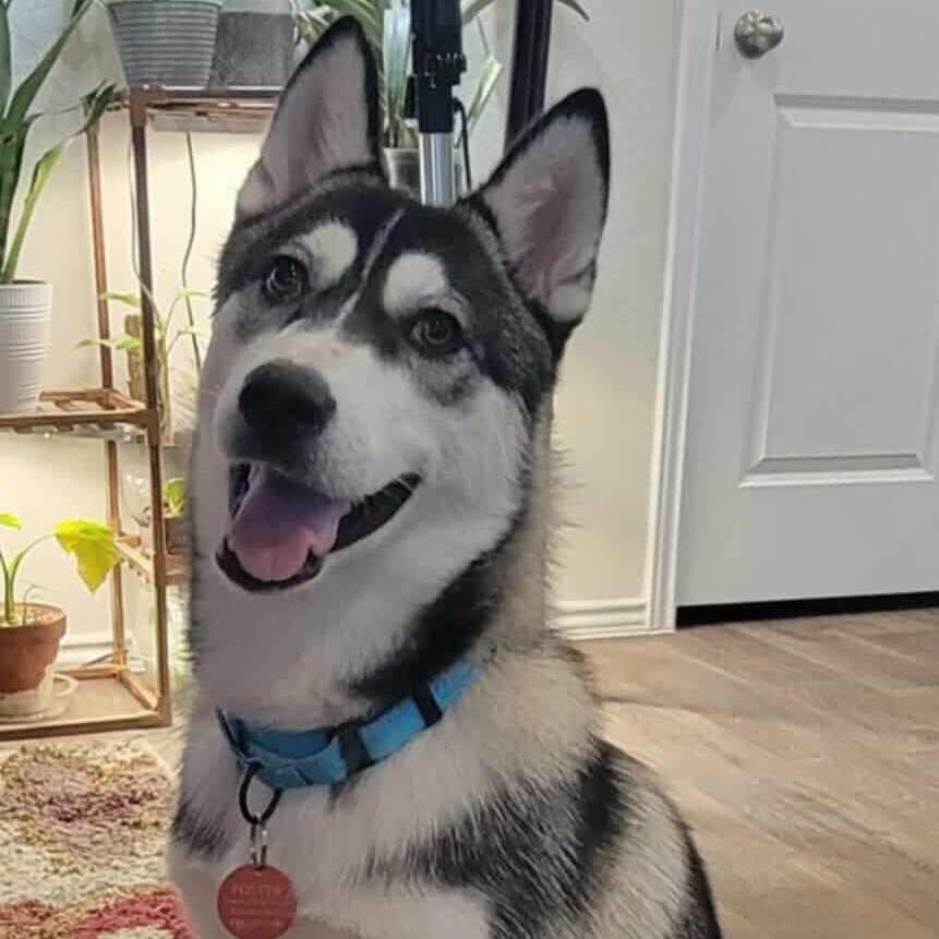Phoebe