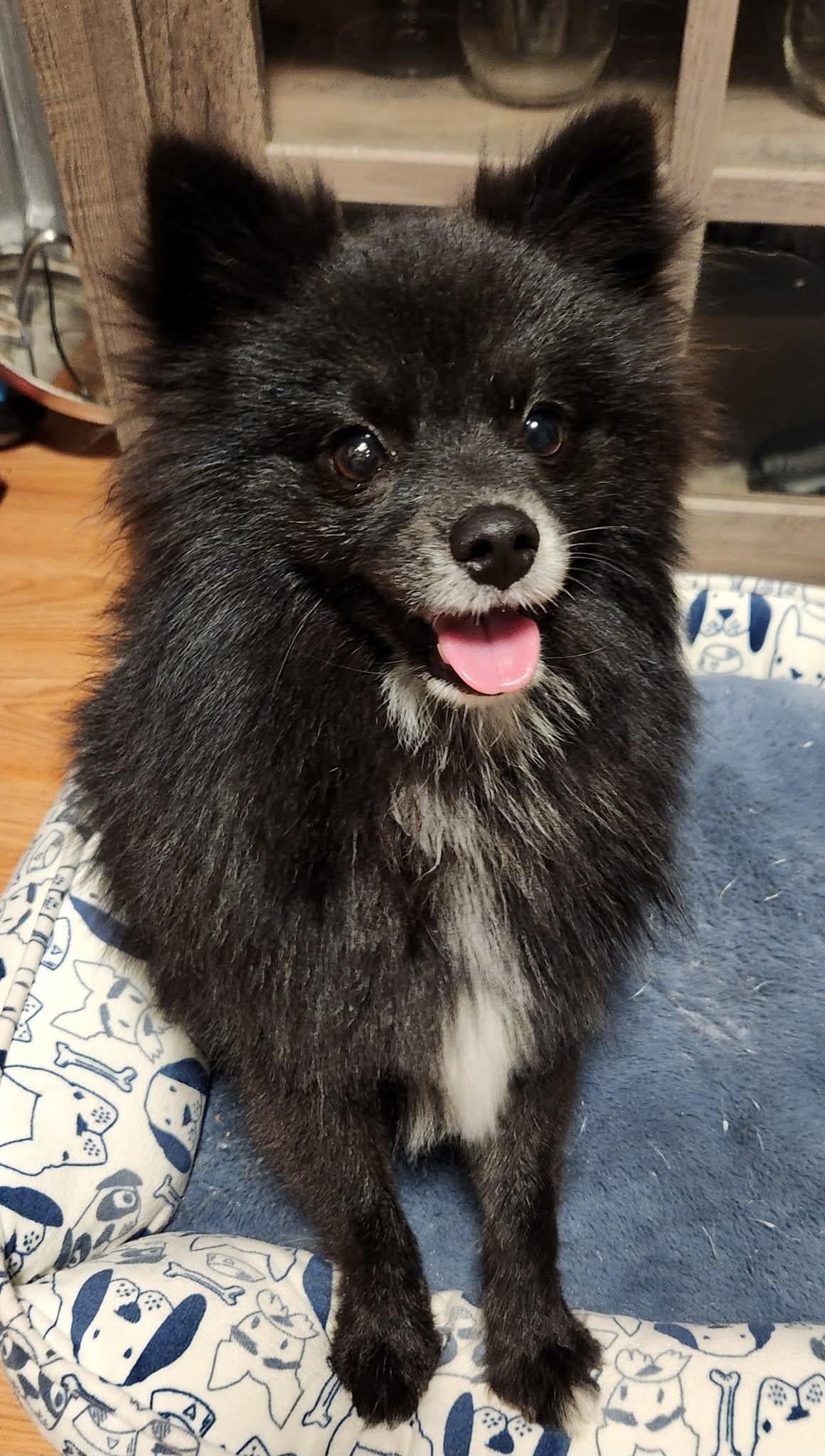 Quincy, Adopted, Adult Male Pomeranian.