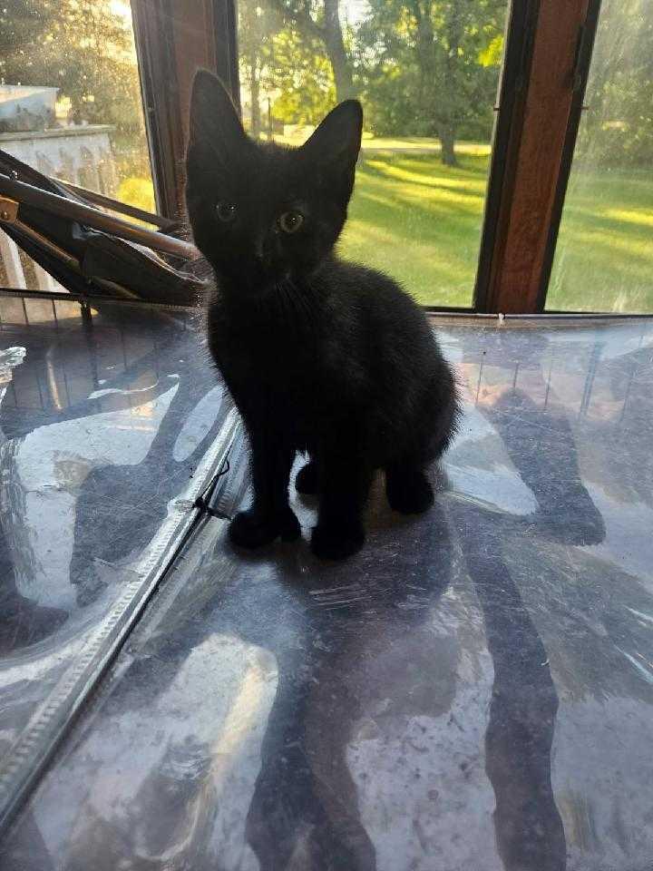 Buckeye, Adoptable, Kitten Male Domestic Short Hair.