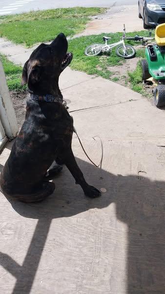 Tyson 4