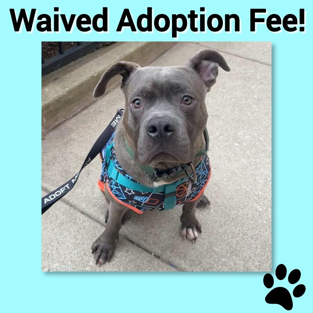 Taz ~ WAIVED ADOPTION FEE!, Adoptable, Adult Male Pit Bull Terrier.