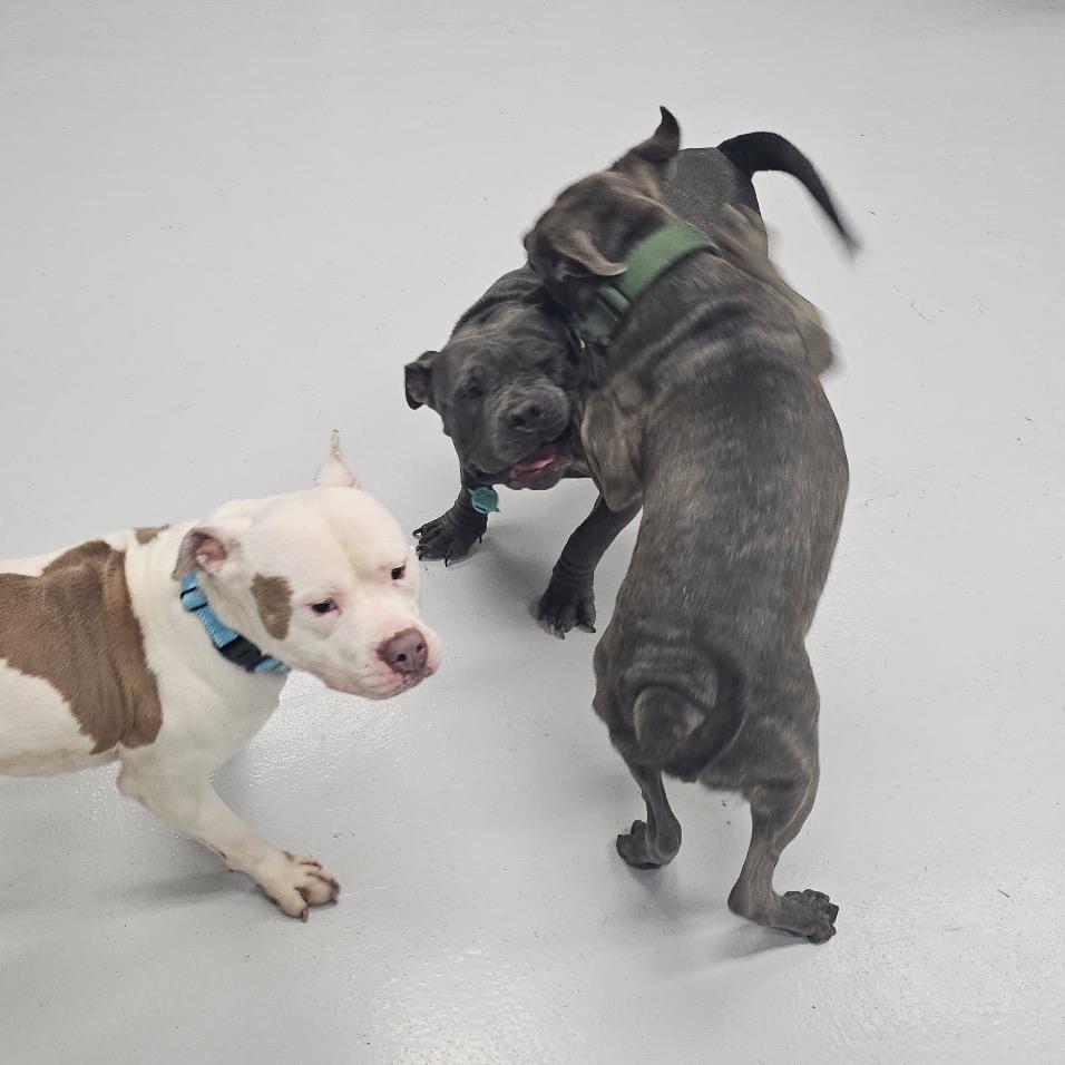 Taz ~ WAIVED ADOPTION FEE!, Adoptable, Adult Male Pit Bull Terrier.