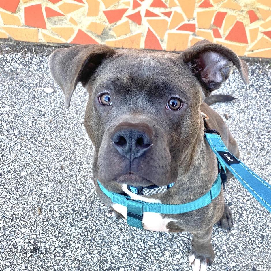 Taz, a Adoptable Pit Bull Terrier in Chicago, IL image 1/6