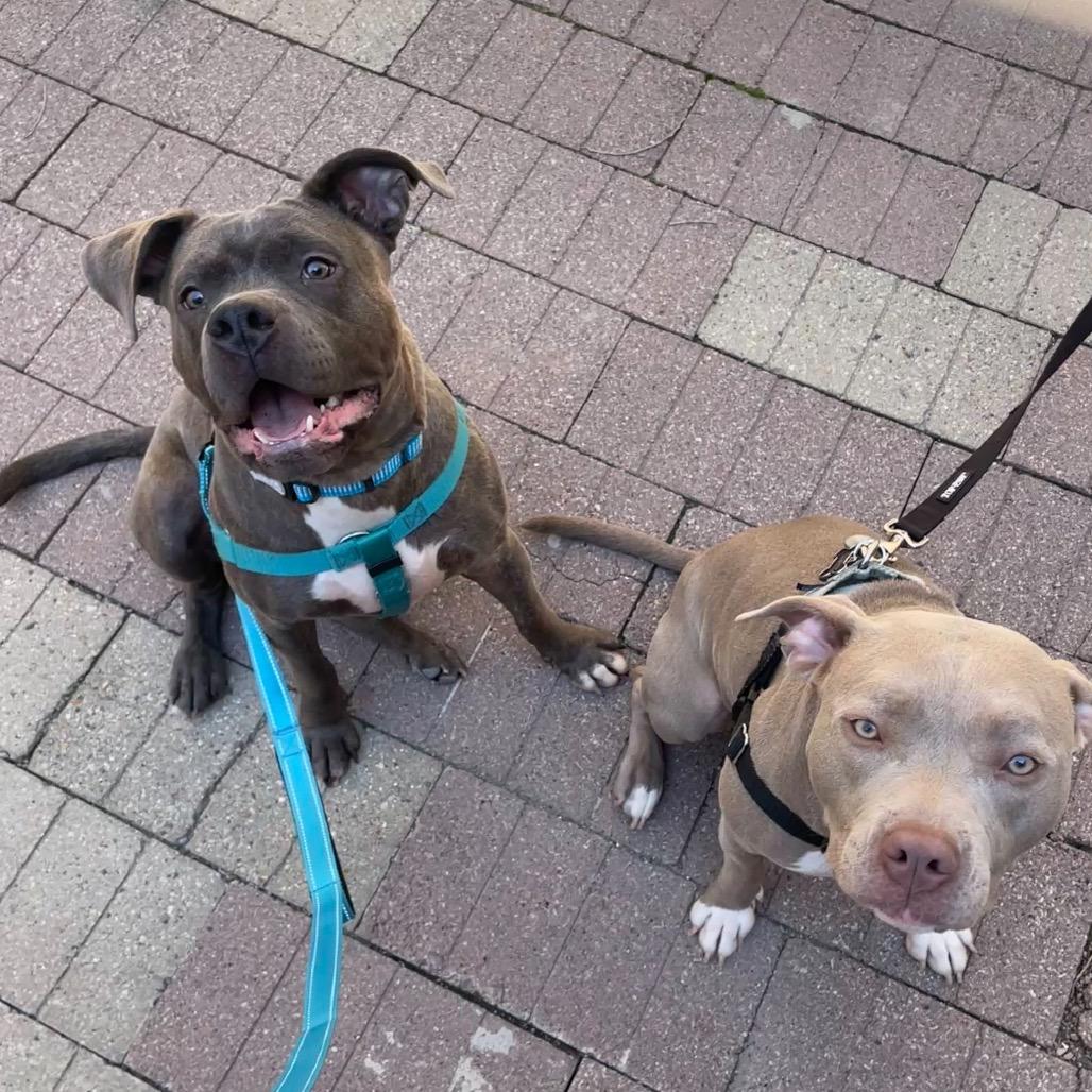 Taz ~ WAIVED ADOPTION FEE!, a Adoptable Pit Bull Terrier in Chicago, IL image 3/6