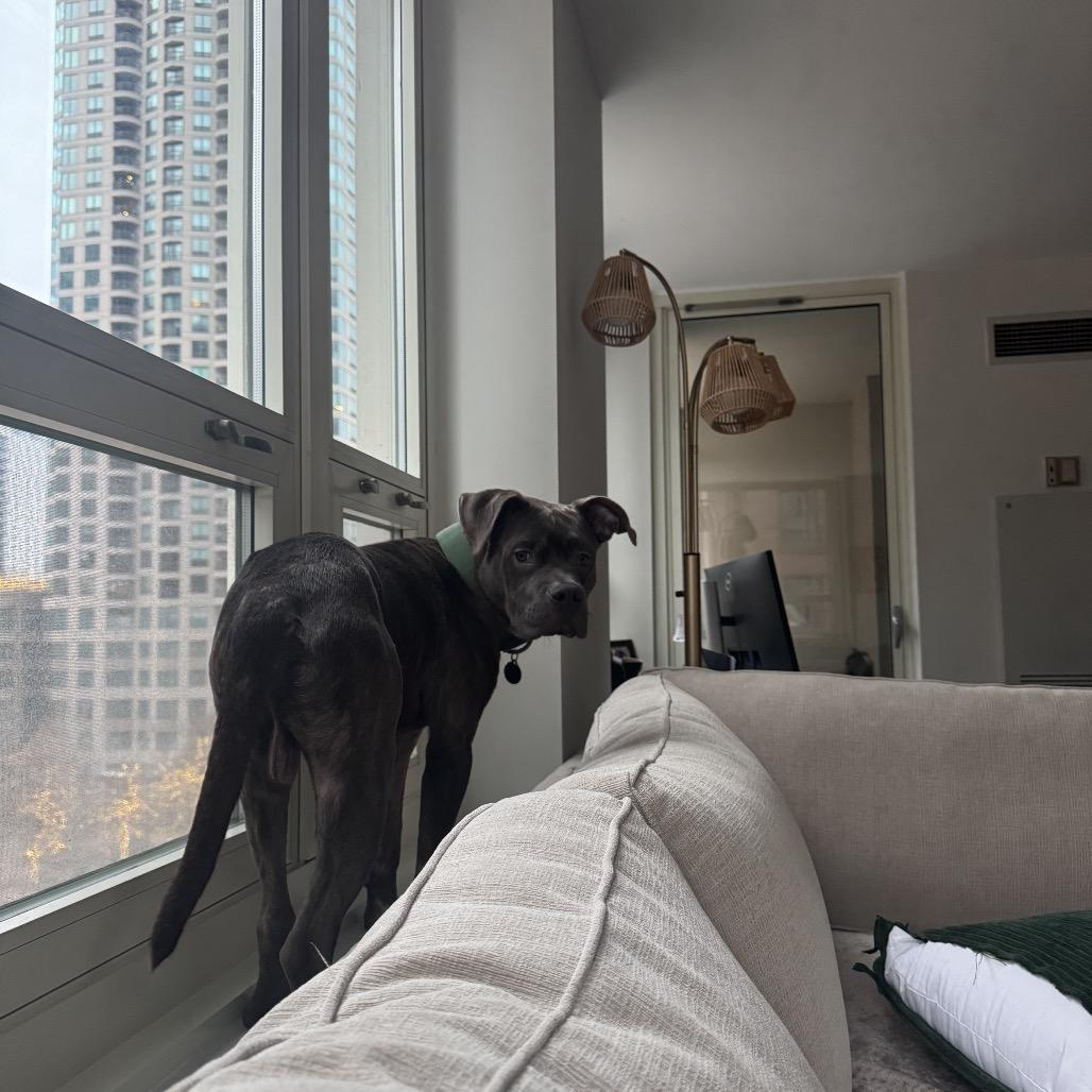 Enlarge Taz ~ AVAILABLE TO FOSTER OR ADOPT!!!, a Adoptable Pit Bull Terrier in Chicago, IL image 3/6