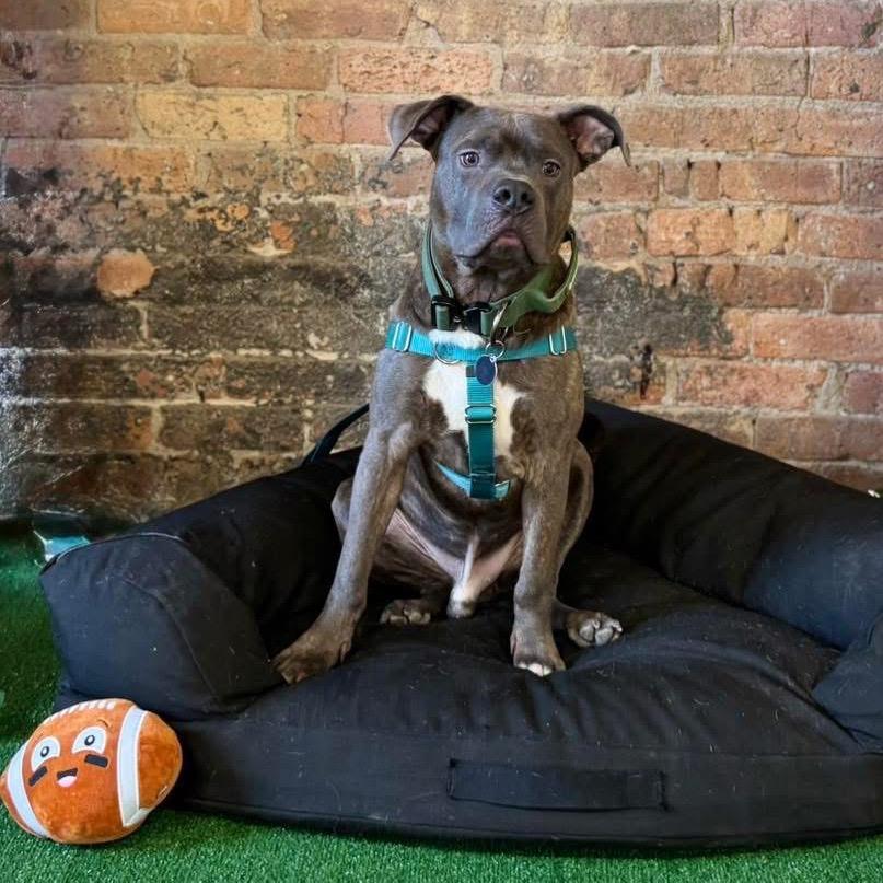 Enlarge Taz ~ AVAILABLE TO FOSTER OR ADOPT!!!, a Adoptable Pit Bull Terrier in Chicago, IL image 4/6