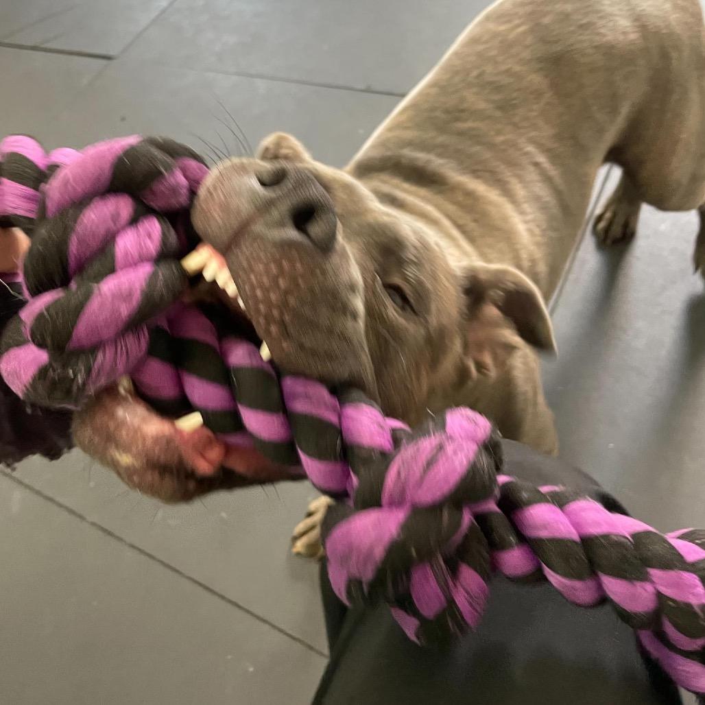 Taz ~ WAIVED ADOPTION FEE!, a Adoptable Pit Bull Terrier in Chicago, IL image 4/6