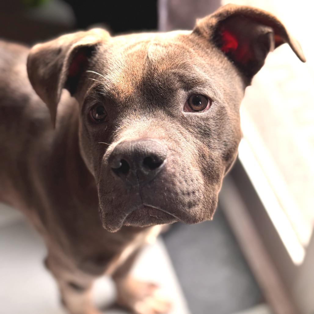 Enlarge Taz ~ AVAILABLE TO FOSTER OR ADOPT!!!, a Adoptable Pit Bull Terrier in Chicago, IL image 5/6