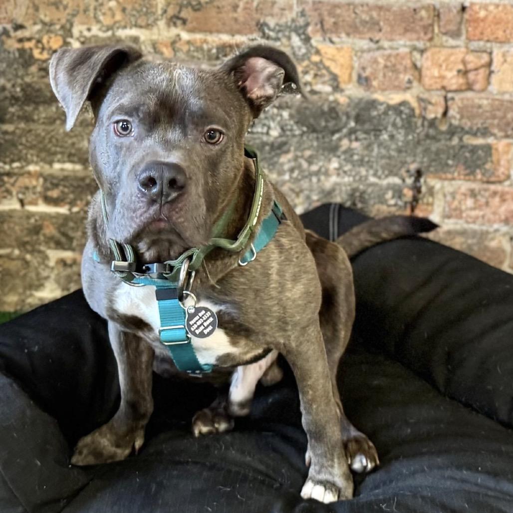 Enlarge Taz ~ AVAILABLE TO FOSTER OR ADOPT!!!, a Adoptable Pit Bull Terrier in Chicago, IL image 1/6