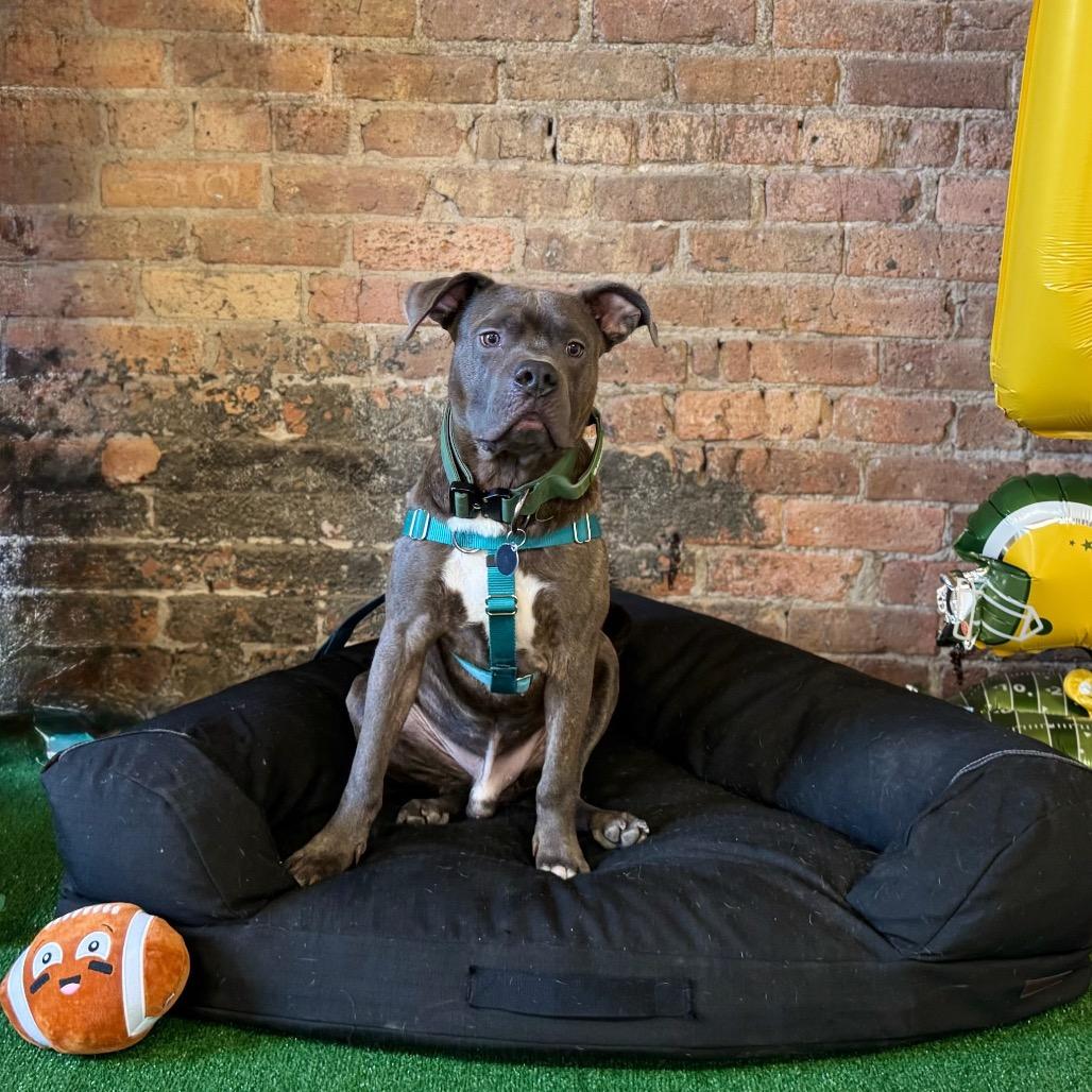 Enlarge Taz ~ AVAILABLE TO FOSTER OR ADOPT!!!, a Adoptable Pit Bull Terrier in Chicago, IL image 6/6