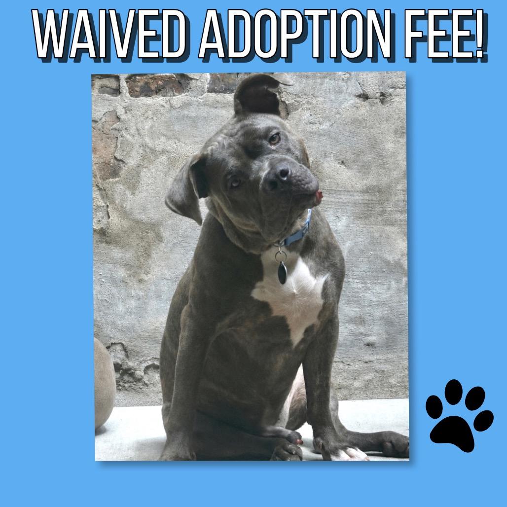 Taz, a Adoptable Pit Bull Terrier in Chicago, IL image 1/6