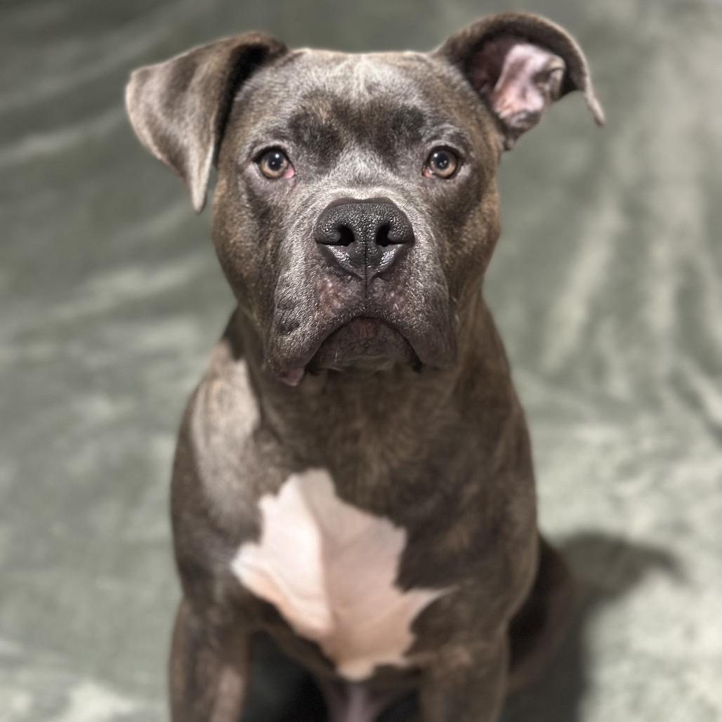 Enlarge Taz ~ AVAILABLE TO FOSTER OR ADOPT!!!, a Adoptable Pit Bull Terrier in Chicago, IL image 2/6