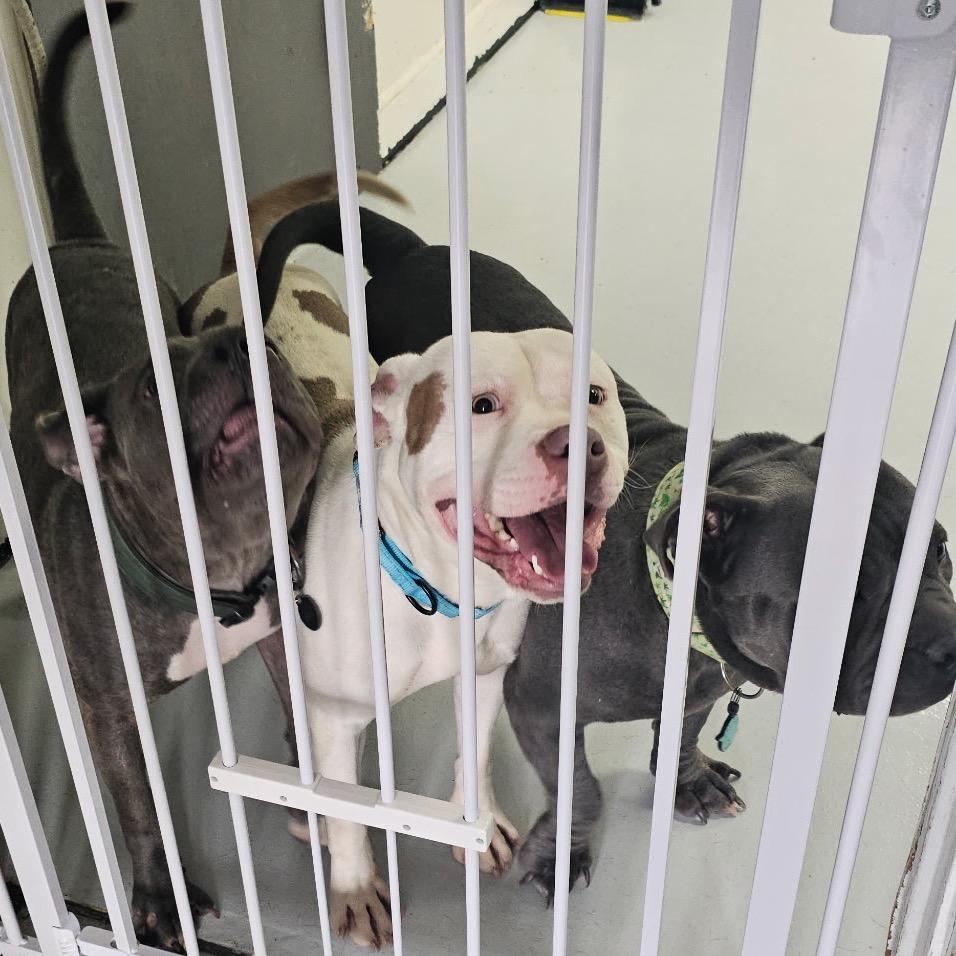 Taz ~ WAIVED ADOPTION FEE!, a Adoptable Pit Bull Terrier in Chicago, IL image 6/6