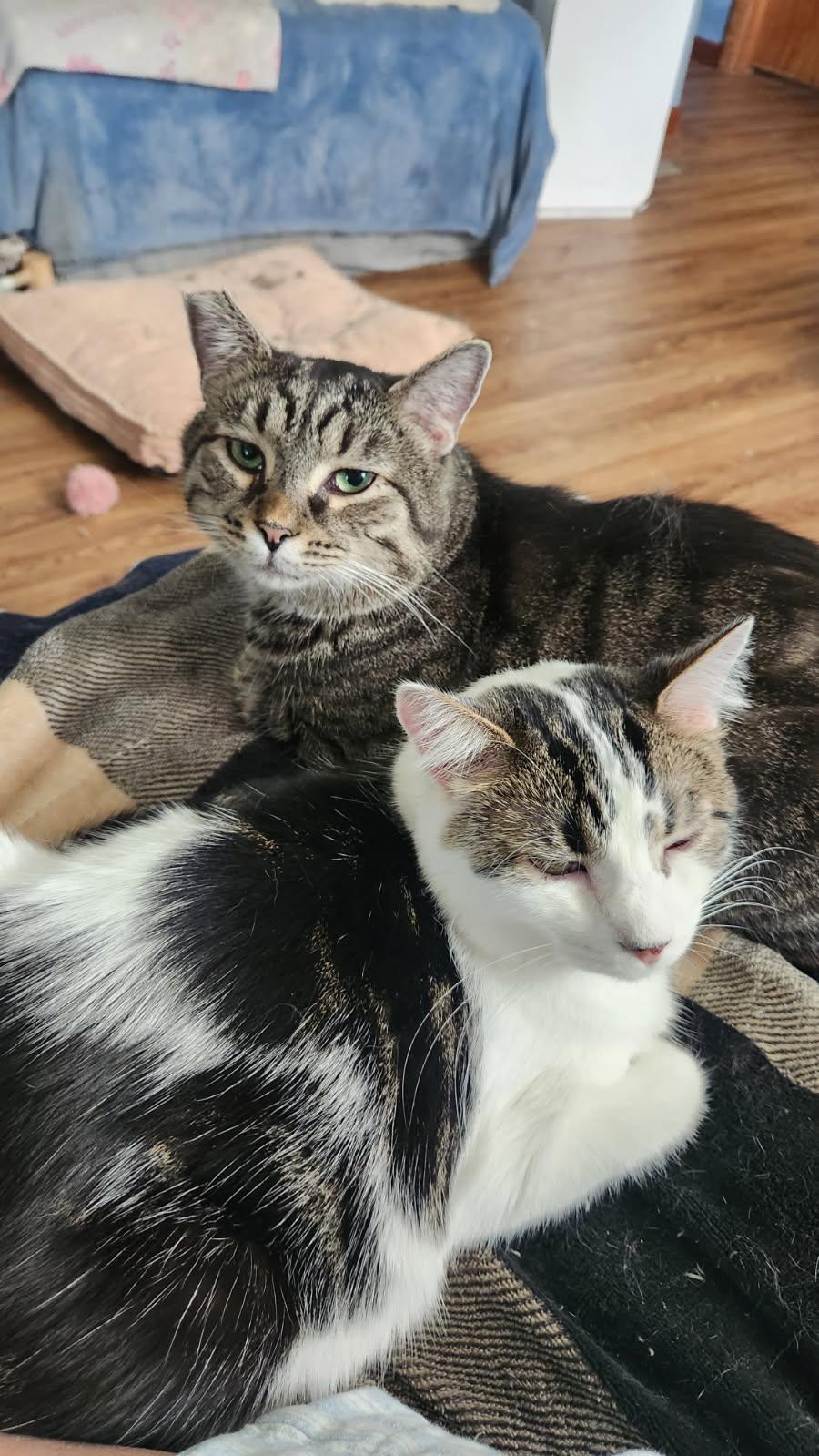 Spaghetti (bonded to Oakley), Adoptable, Adult Male Tabby & Domestic Short Hair.